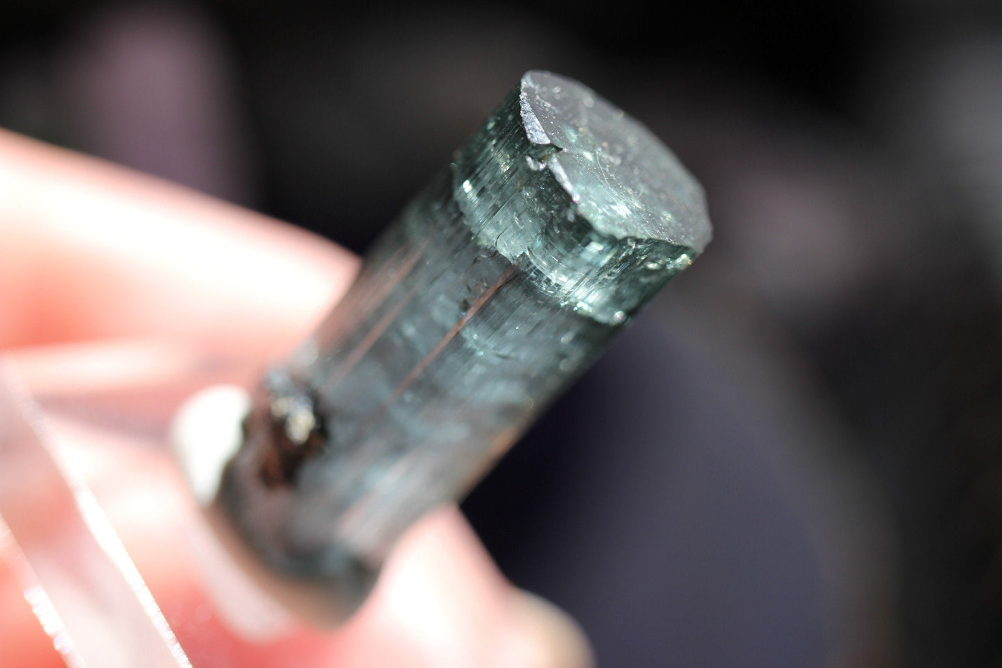 7.2g Beautiful Blue Indicolite Tourmaline Crystal | From Pedeniera Brazil | Terminated Collector Specimen with Black Tourmaline & Lepidolite