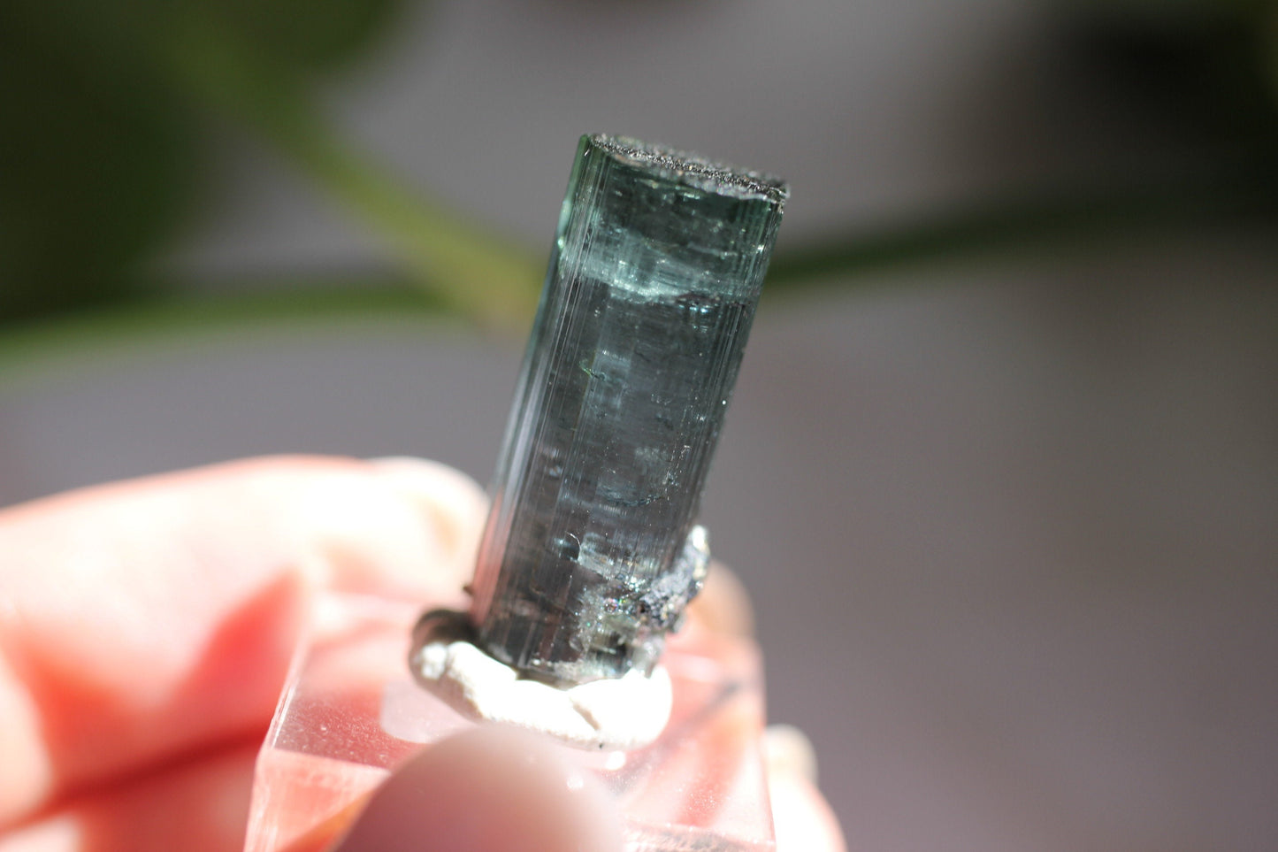 7.2g Beautiful Blue Indicolite Tourmaline Crystal | From Pedeniera Brazil | Terminated Collector Specimen with Black Tourmaline & Lepidolite