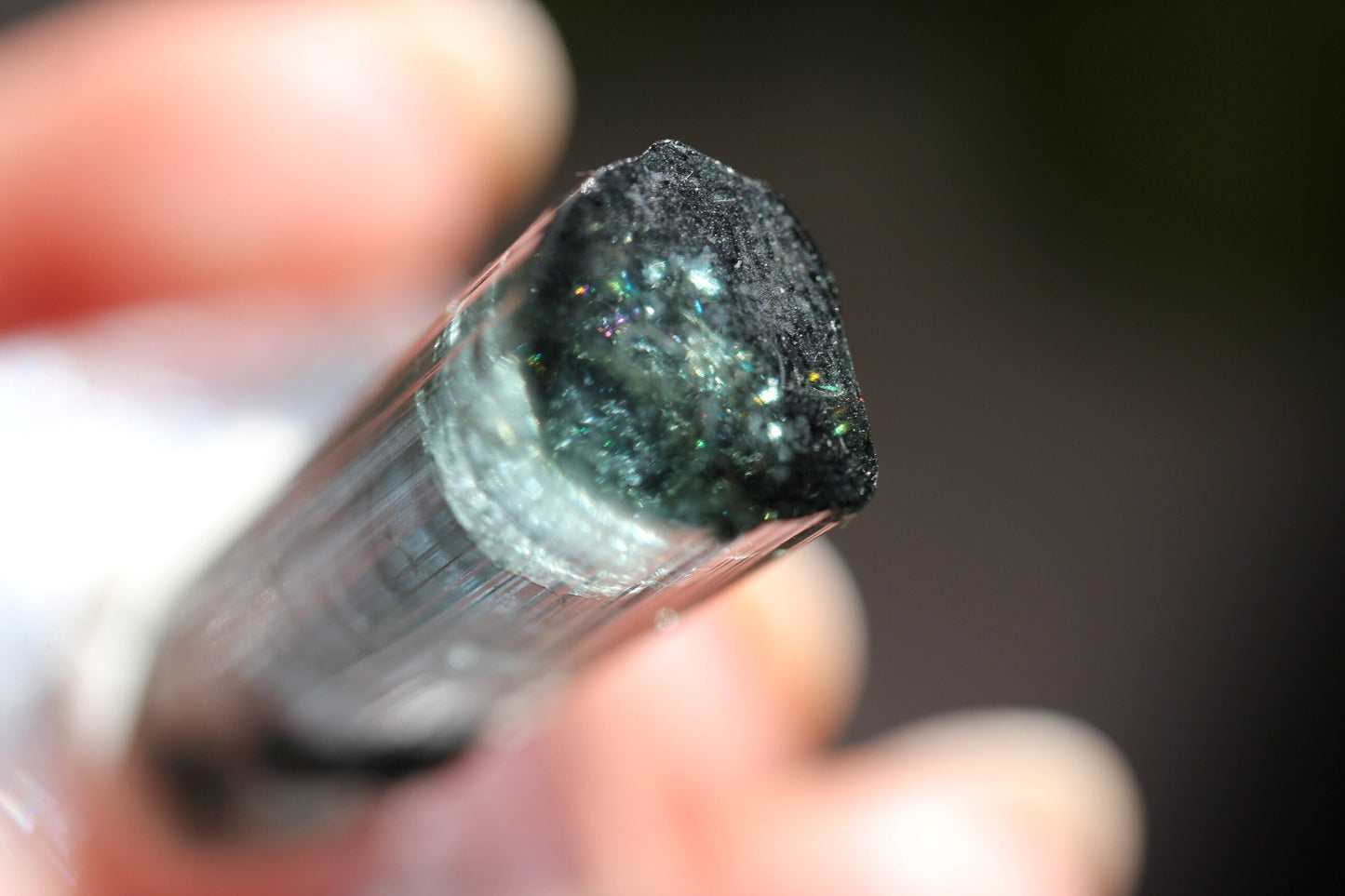 7.2g Beautiful Blue Indicolite Tourmaline Crystal | From Pedeniera Brazil | Terminated Collector Specimen with Black Tourmaline & Lepidolite