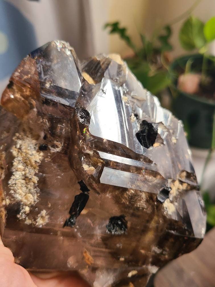 Incredible Elestial Smokey Quartz XL Super 7 Crystal w Black Tourmaline | Halloween Xmas Gift, Collector Rare Raw Stone Specimen from Brazil