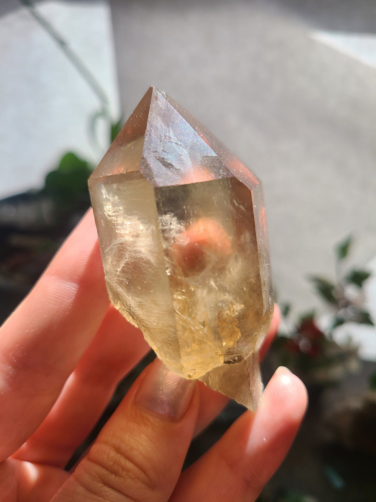 California Citrine, Sceptre Formation, Rare, Raw, Hand Dug Local Crystal, Hallelujah Junction, by Lake Tahoe, High Grade, Local Quartz Gem,