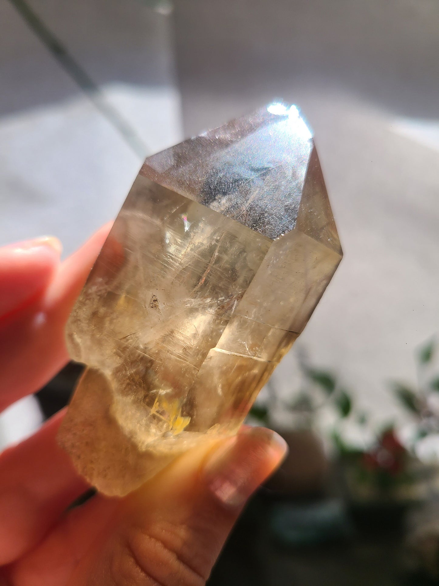 California Citrine, Sceptre Formation, Rare, Raw, Hand Dug Local Crystal, Hallelujah Junction, by Lake Tahoe, High Grade, Local Quartz Gem,