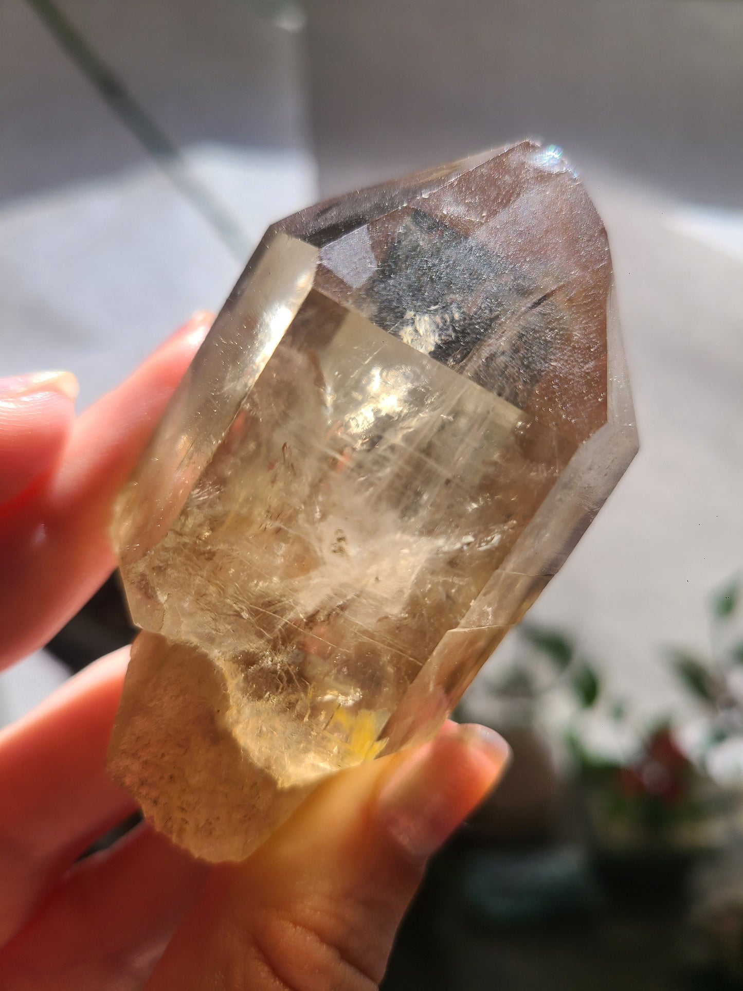 California Citrine, Sceptre Formation, Rare, Raw, Hand Dug Local Crystal, Hallelujah Junction, by Lake Tahoe, High Grade, Local Quartz Gem,