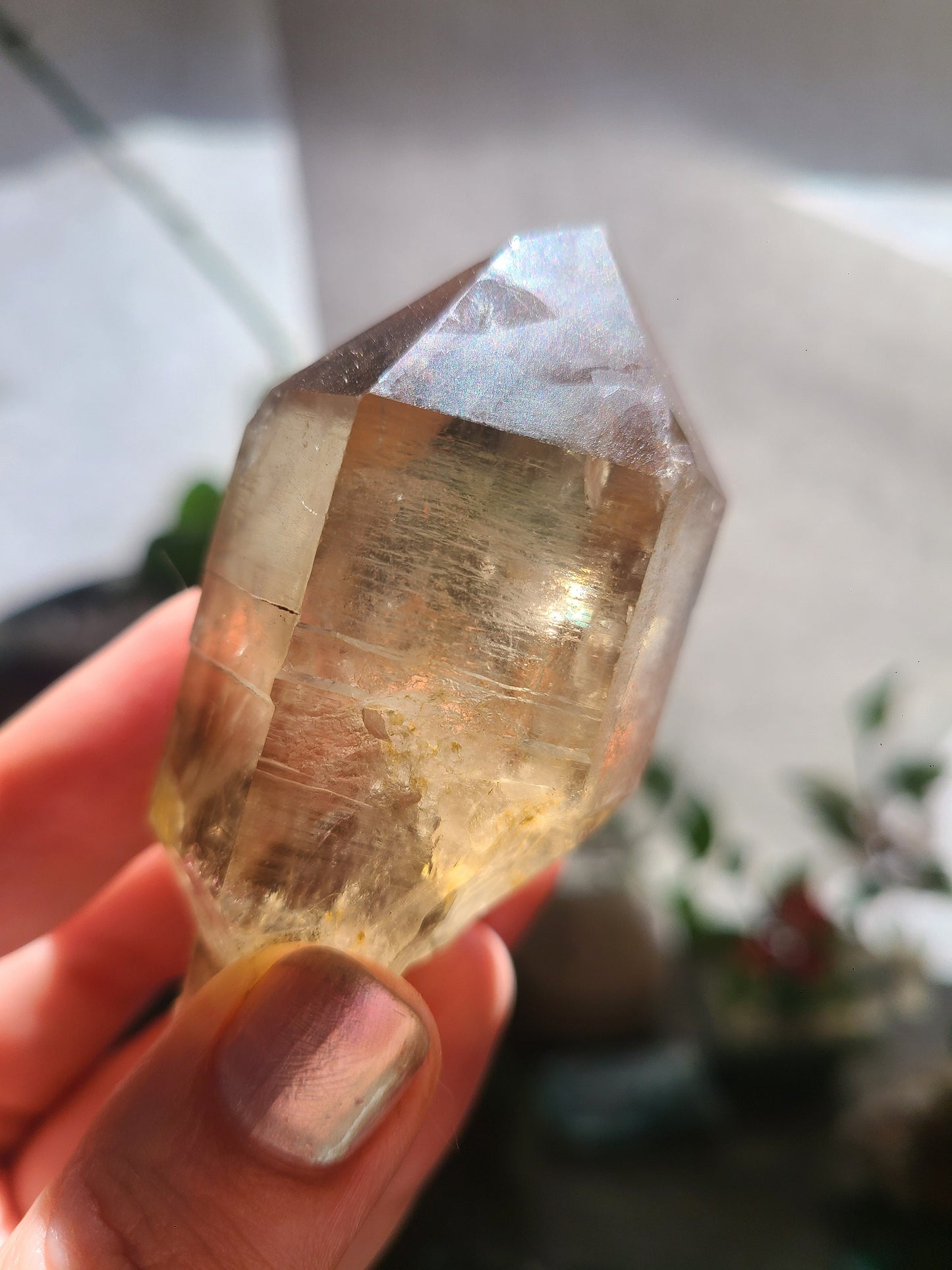 California Citrine, Sceptre Formation, Rare, Raw, Hand Dug Local Crystal, Hallelujah Junction, by Lake Tahoe, High Grade, Local Quartz Gem,