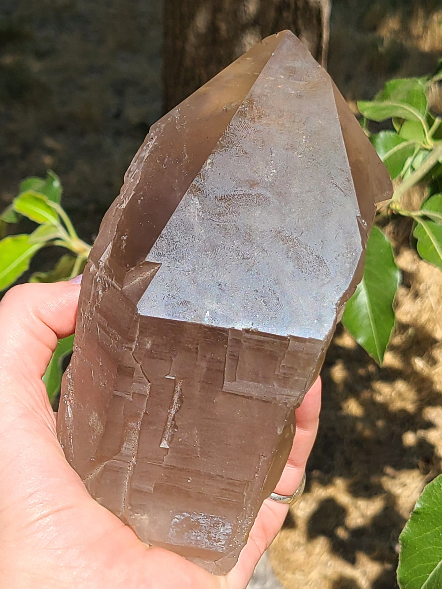 AAA Elestial Smoky Champagne 'Jacare' Quartz Crystal Castle | XL Natural Point, Many Triangle Recordkeepers, Rare OOAK Collector Piece