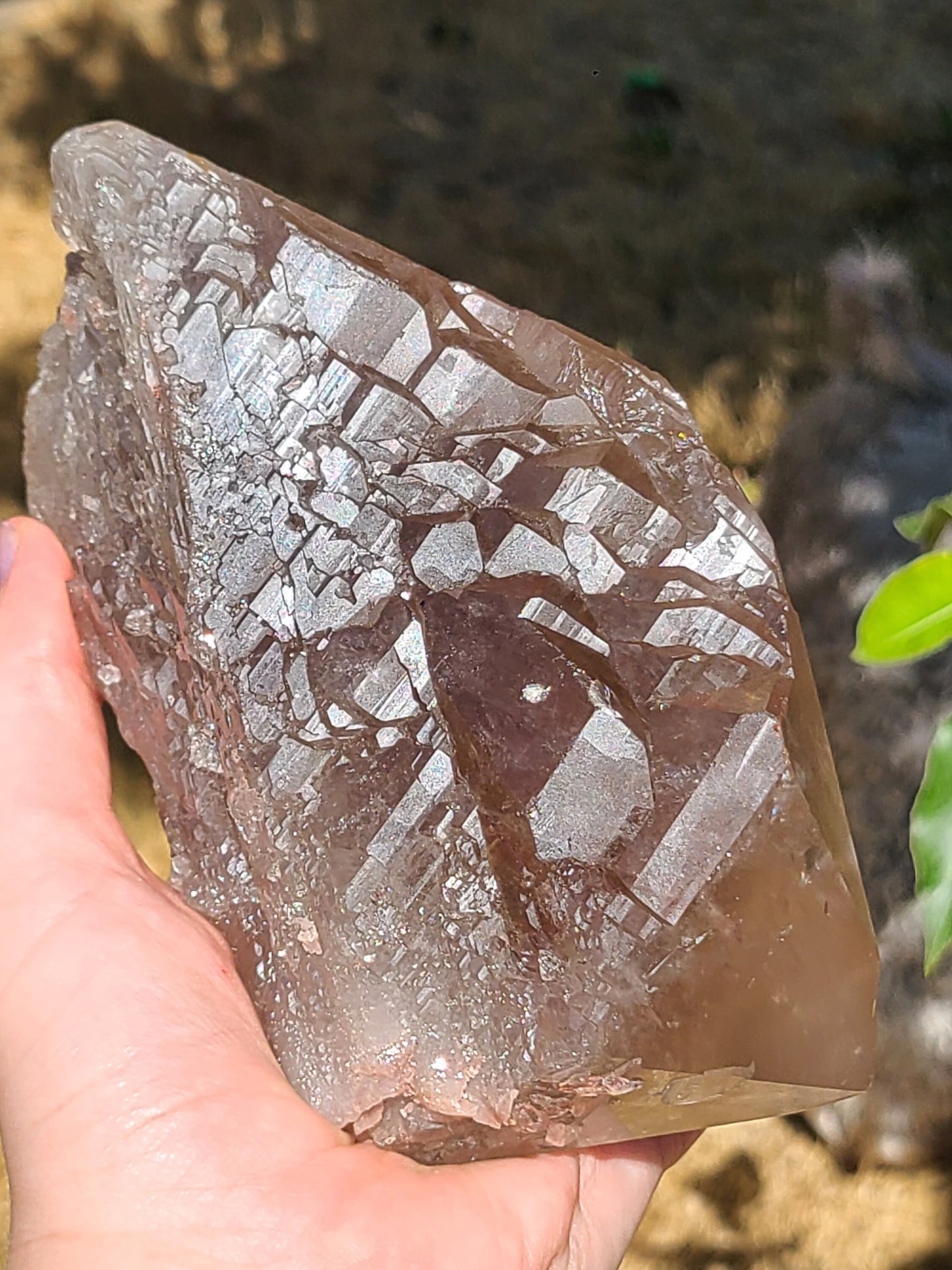 AAA Elestial Smoky Champagne 'Jacare' Quartz Crystal Castle | XL Natural Point, Many Triangle Recordkeepers, Rare OOAK Collector Piece