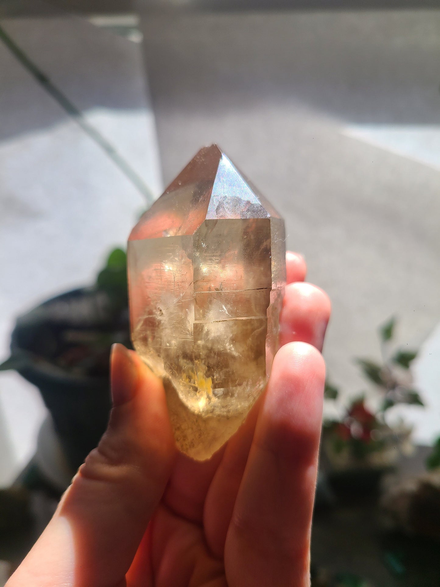 California Citrine, Sceptre Formation, Rare, Raw, Hand Dug Local Crystal, Hallelujah Junction, by Lake Tahoe, High Grade, Local Quartz Gem,