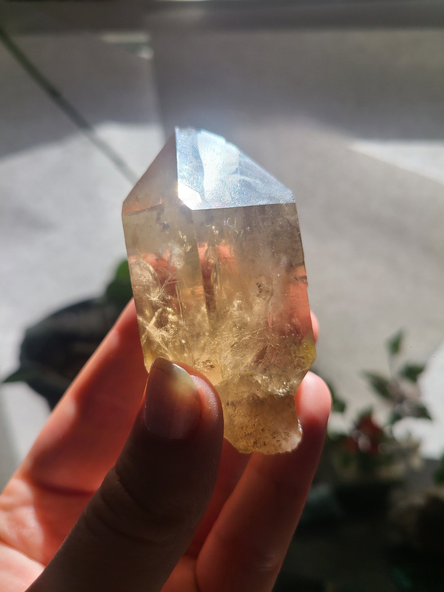 California Citrine, Sceptre Formation, Rare, Raw, Hand Dug Local Crystal, Hallelujah Junction, by Lake Tahoe, High Grade, Local Quartz Gem,