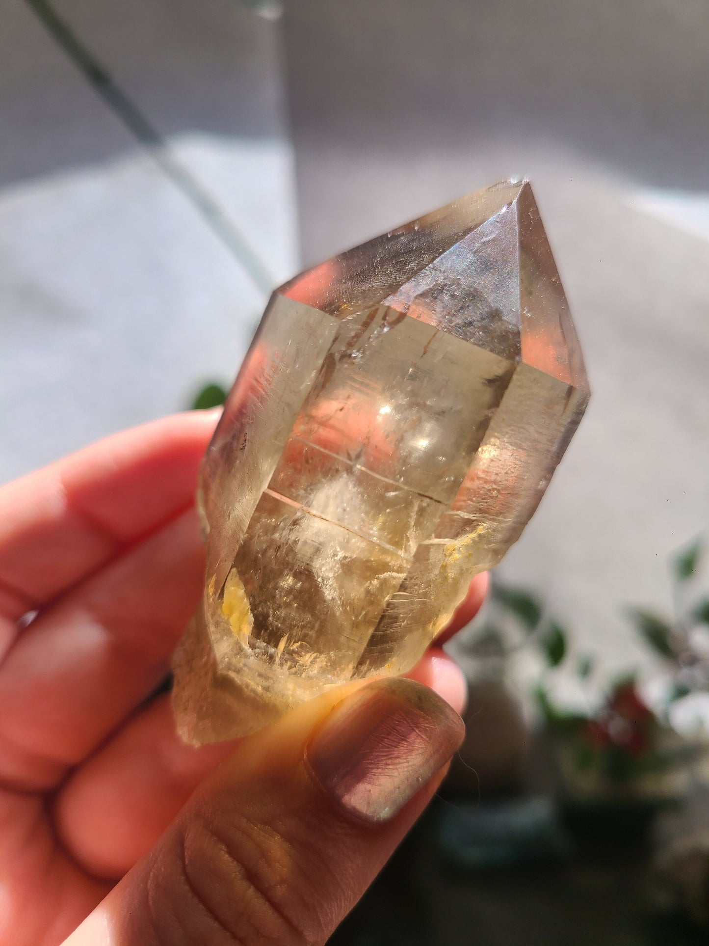California Citrine, Sceptre Formation, Rare, Raw, Hand Dug Local Crystal, Hallelujah Junction, by Lake Tahoe, High Grade, Local Quartz Gem,