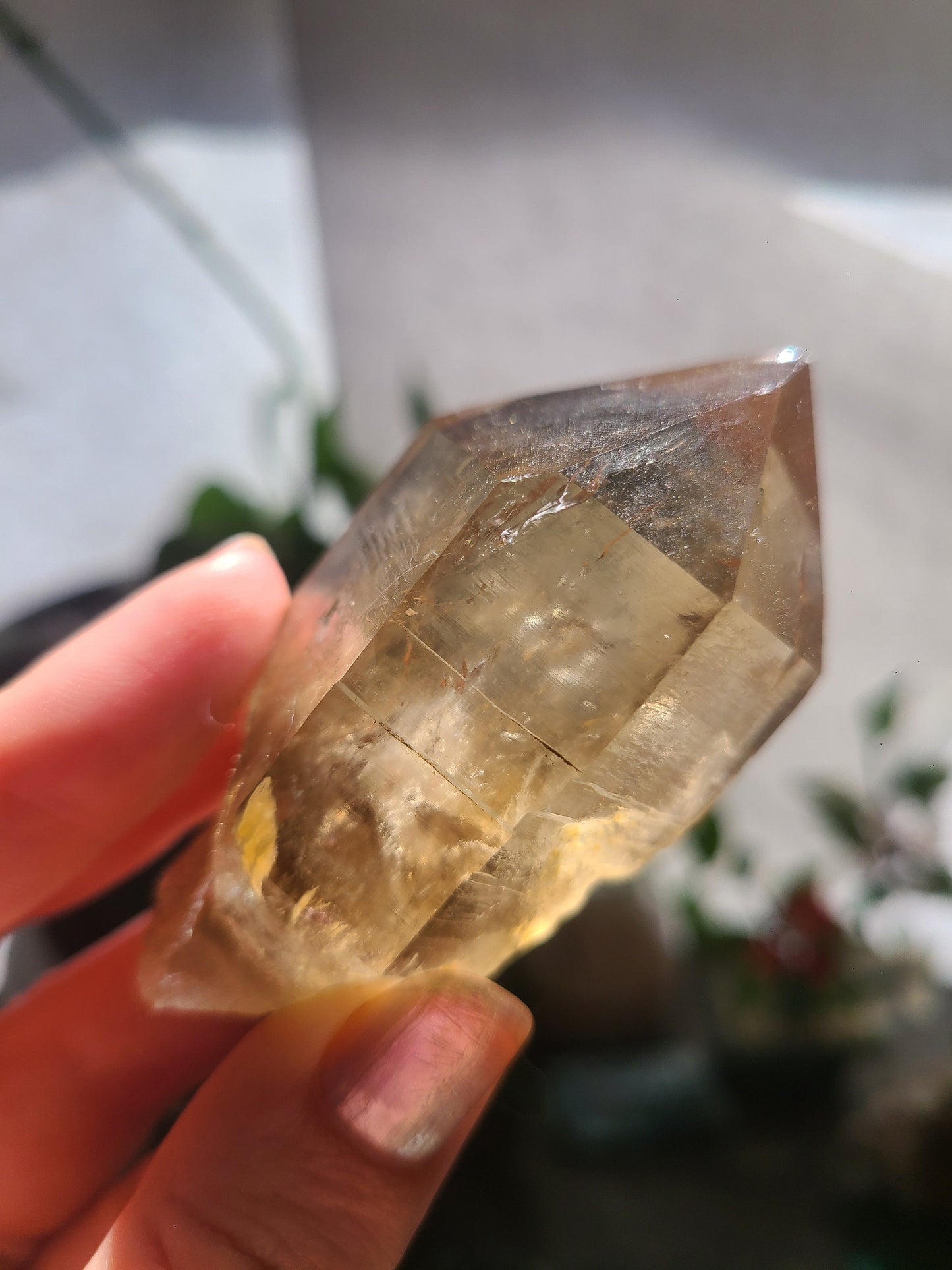 California Citrine, Sceptre Formation, Rare, Raw, Hand Dug Local Crystal, Hallelujah Junction, by Lake Tahoe, High Grade, Local Quartz Gem,