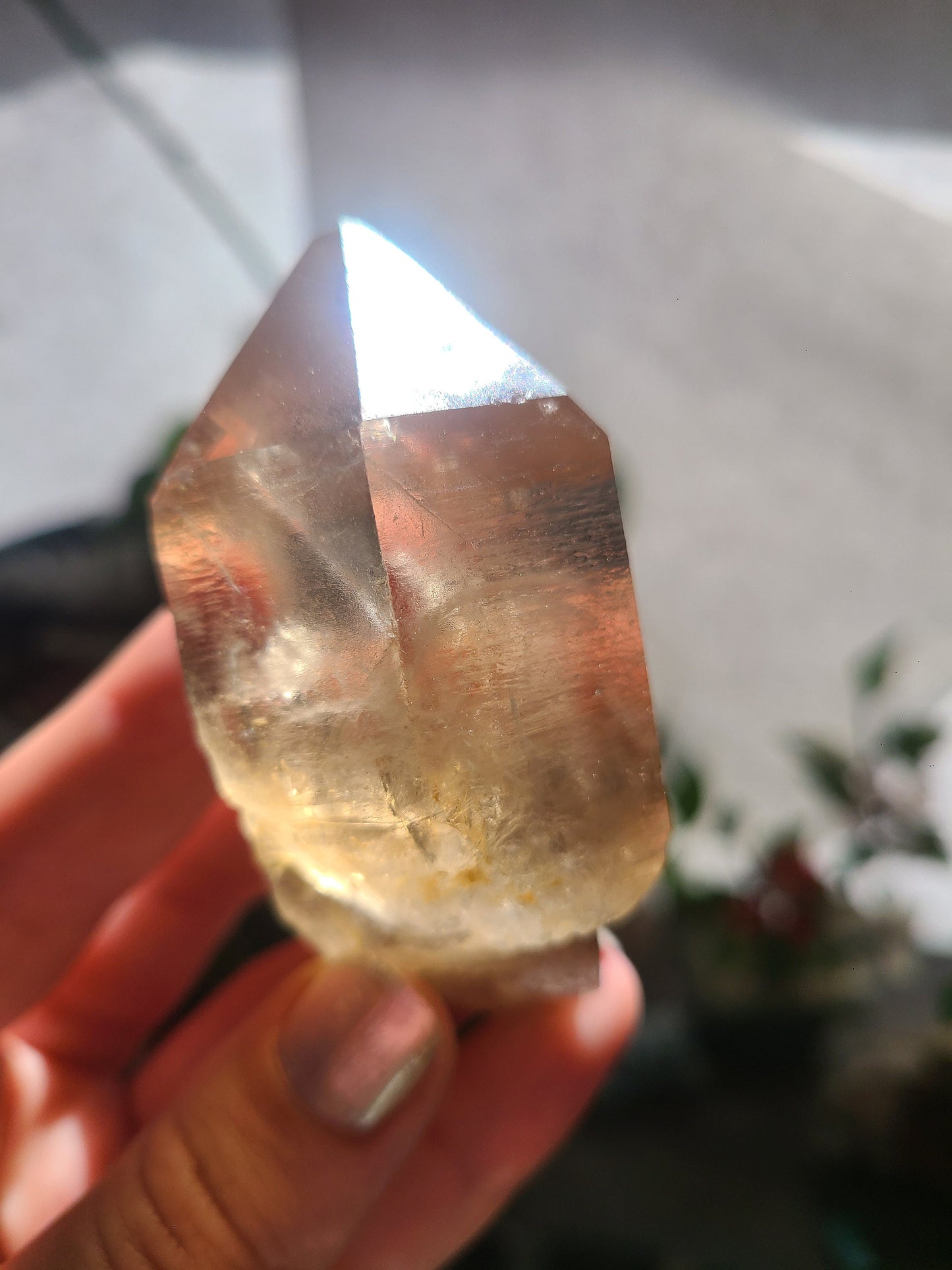 California Citrine, Sceptre Formation, Rare, Raw, Hand Dug Local Crystal, Hallelujah Junction, by Lake Tahoe, High Grade, Local Quartz Gem,