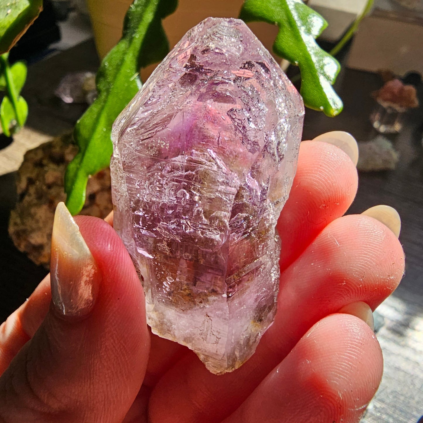 Light bright Vera Cruz Amethyst quartz natural raw crystal, backlit by the sun, with enhydro, held in a manicured hand in front of a cactus plant