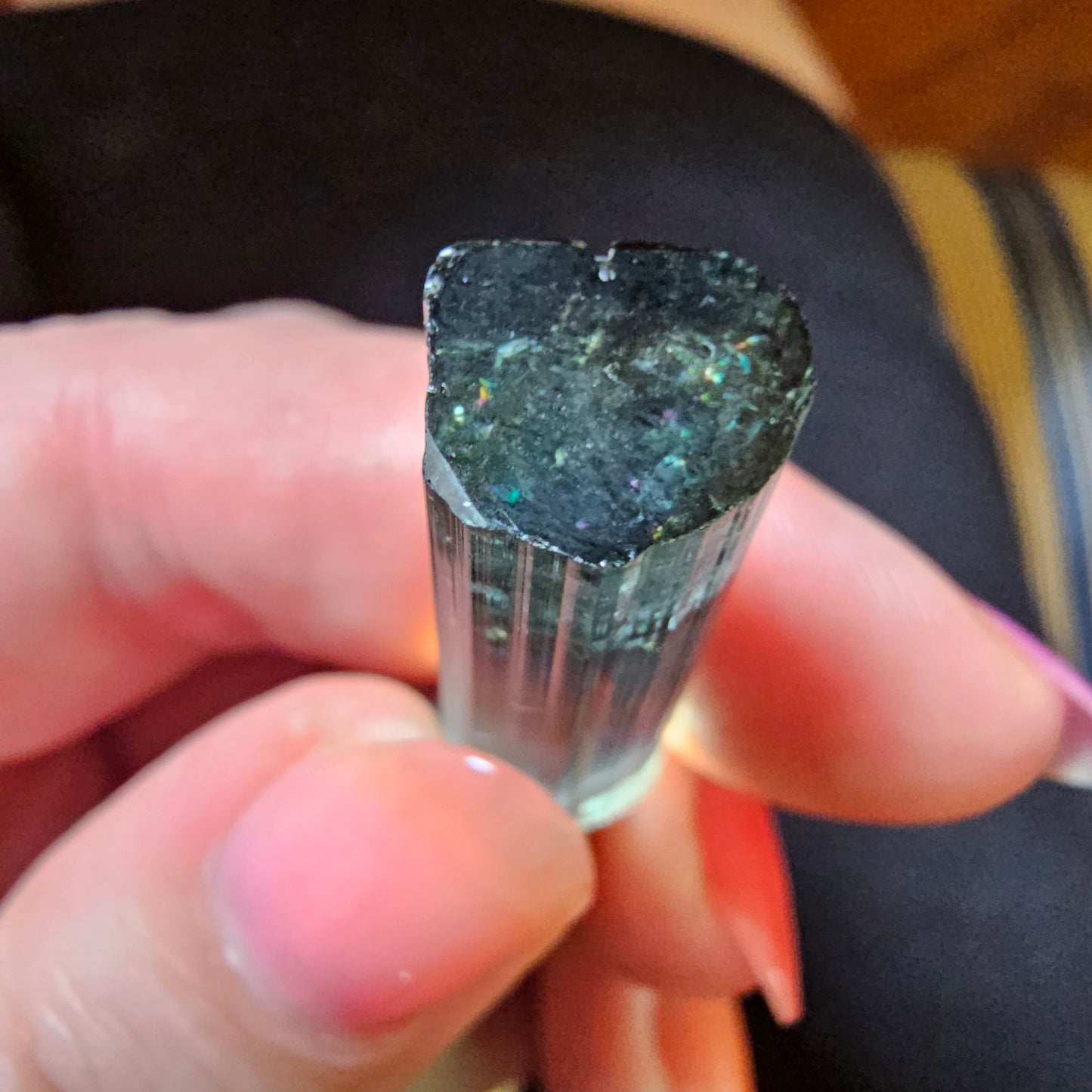 7.2g Beautiful Blue Indicolite Tourmaline Crystal | From Pedeniera Brazil | Terminated Collector Specimen with Black Tourmaline & Lepidolite
