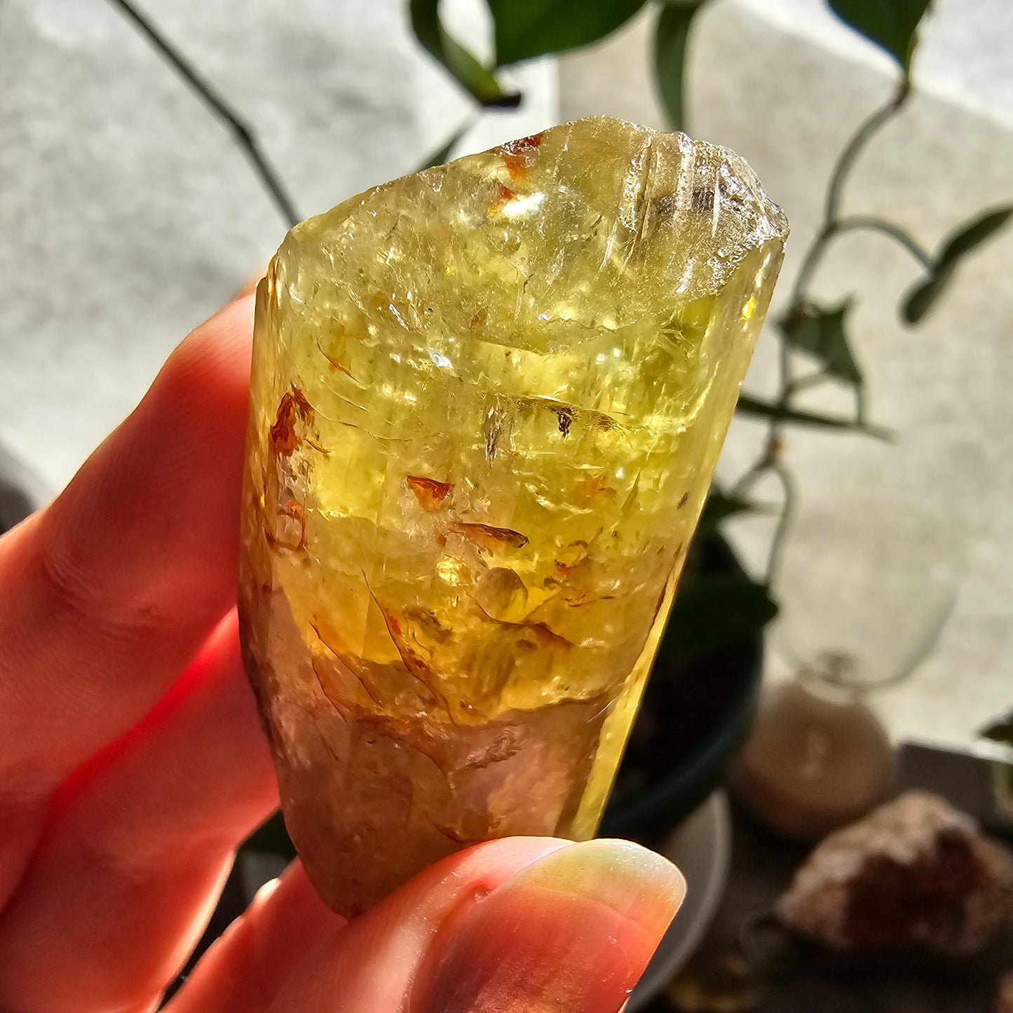 71g Golden Apatite from Durange Mexico, Raw XL Crystal, Yellow Apatite with Hematite, Lustrous Terminated and Twinned, Rough Rare Gemstone