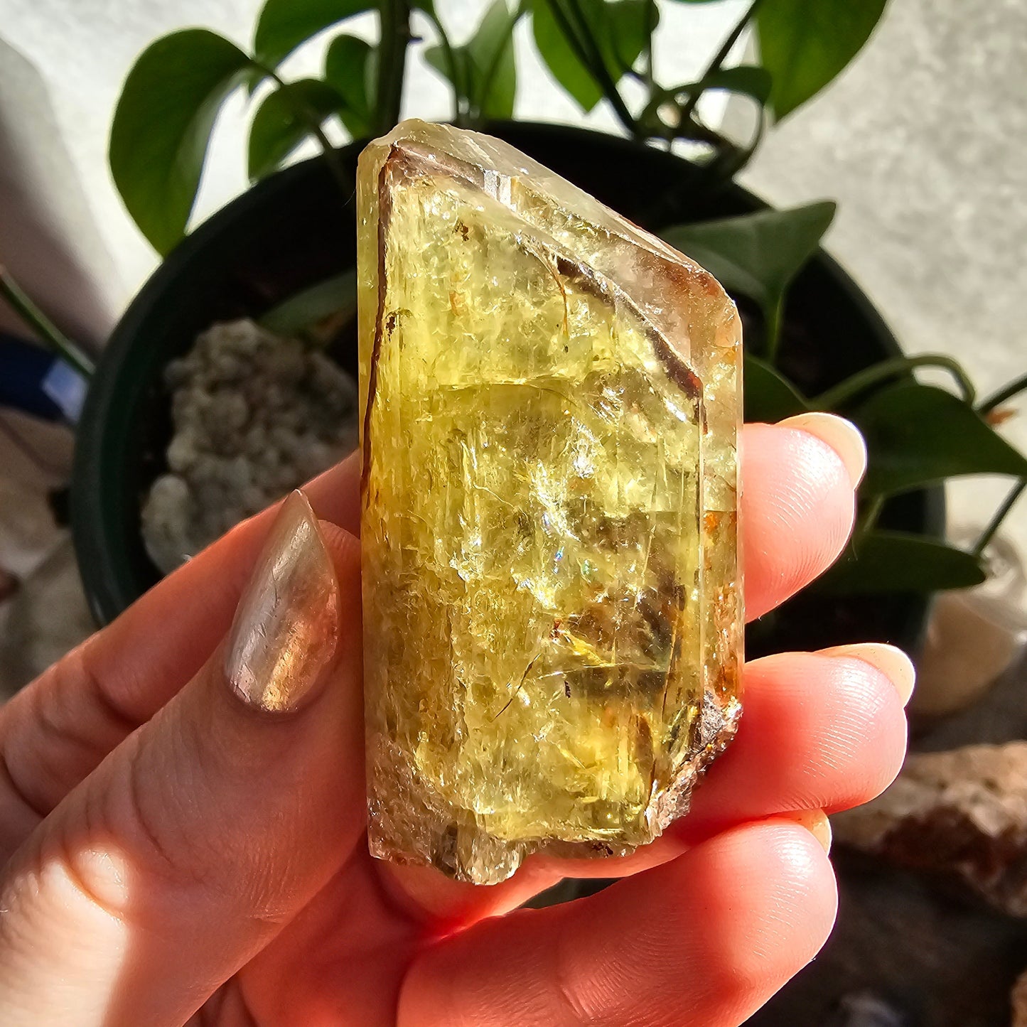 71g Golden Apatite from Durange Mexico, Raw XL Crystal, Yellow Apatite with Hematite, Lustrous Terminated and Twinned, Rough Rare Gemstone