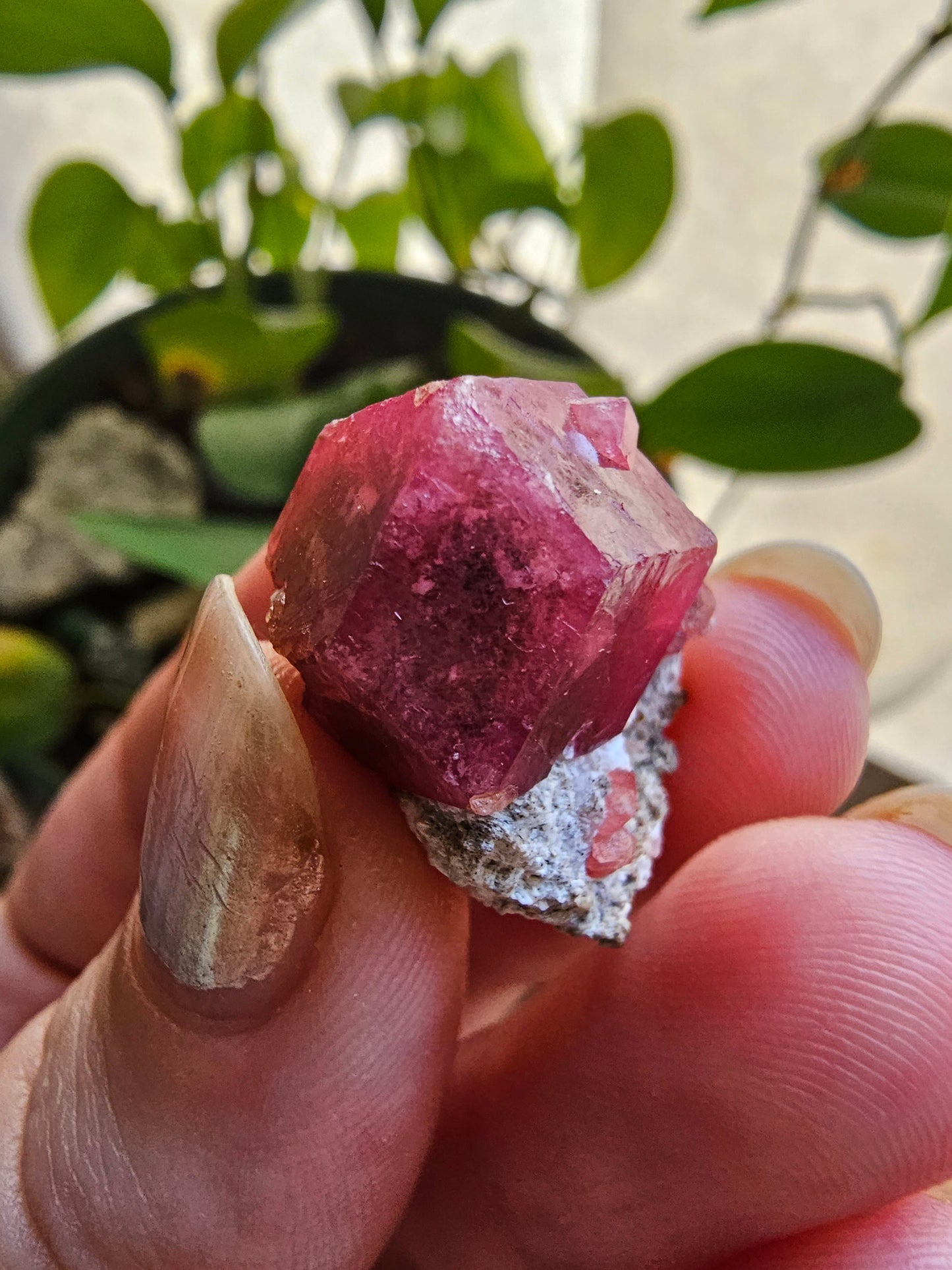 Raspberry Garnet on Matrix, Rare Raw Old Stock Mineral Specimen, Sierra de las Cruces Mexico, Local High End Rosalite, Deep Lustrous & Gemmy