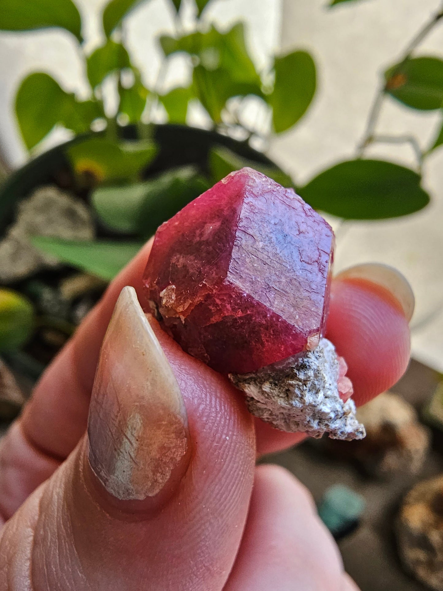 Raspberry Garnet on Matrix, Rare Raw Old Stock Mineral Specimen, Sierra de las Cruces Mexico, Local High End Rosalite, Deep Lustrous & Gemmy