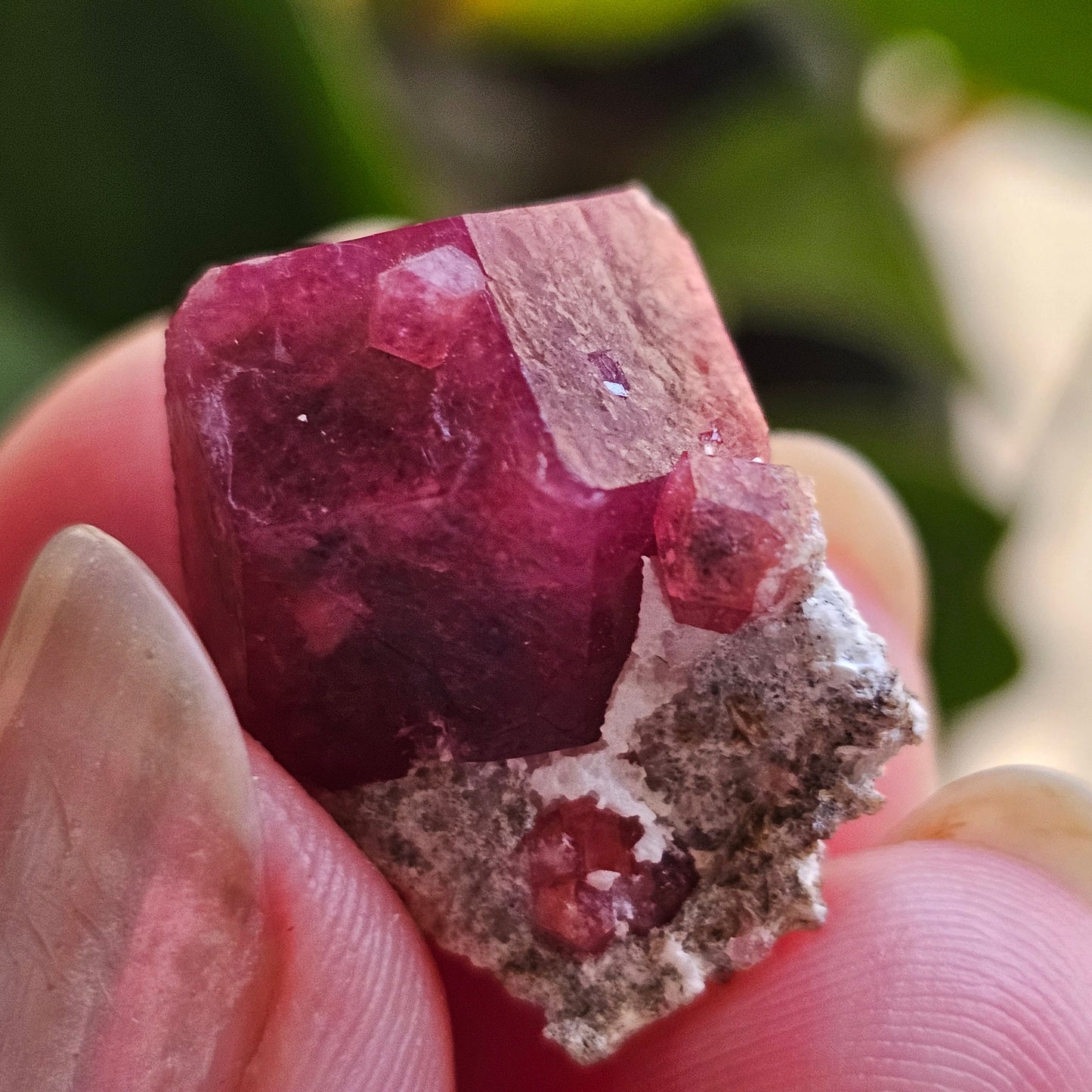 Raspberry Garnet on Matrix, Rare Raw Old Stock Mineral Specimen, Sierra de las Cruces Mexico, Local High End Rosalite, Deep Lustrous & Gemmy