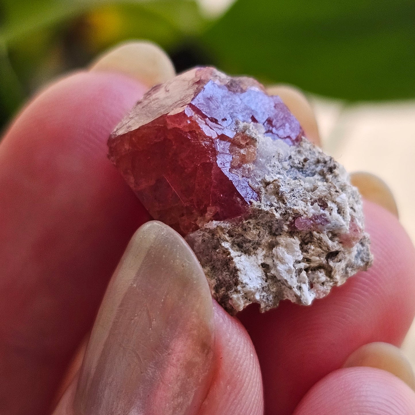 Raspberry Garnet on Matrix, Rare Raw Old Stock Mineral Specimen, Sierra de las Cruces Mexico, Local High End Rosalite, Deep Lustrous & Gemmy