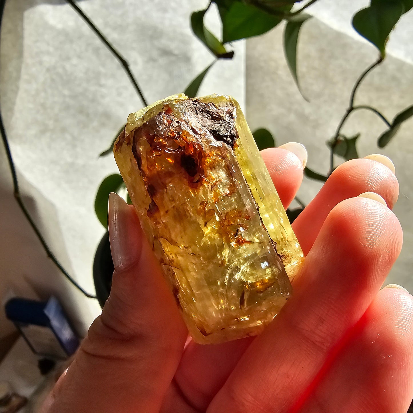 71g Golden Apatite from Durange Mexico, Raw XL Crystal, Yellow Apatite with Hematite, Lustrous Terminated and Twinned, Rough Rare Gemstone