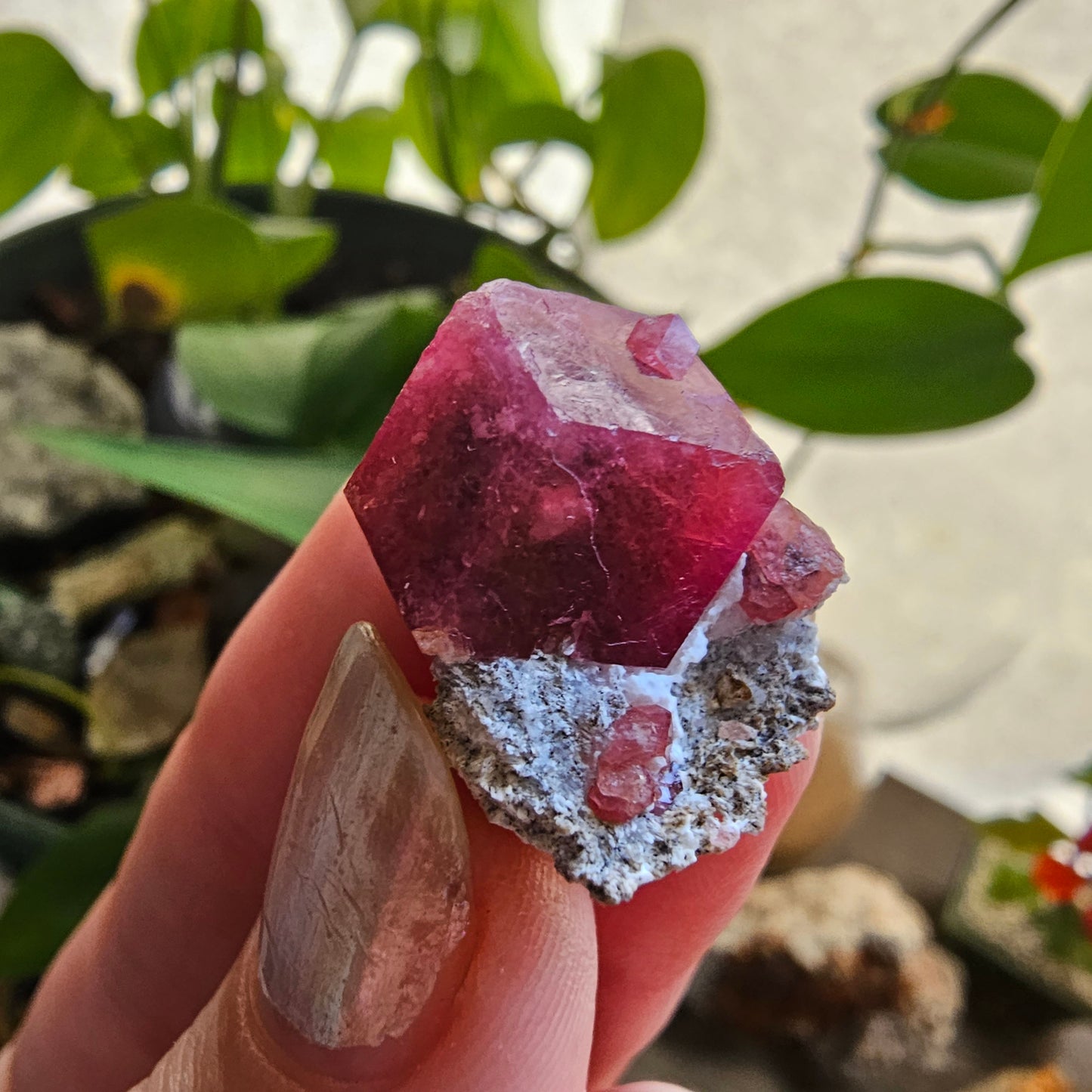 Raspberry Garnet on Matrix, Rare Raw Old Stock Mineral Specimen, Sierra de las Cruces Mexico, Local High End Rosalite, Deep Lustrous & Gemmy