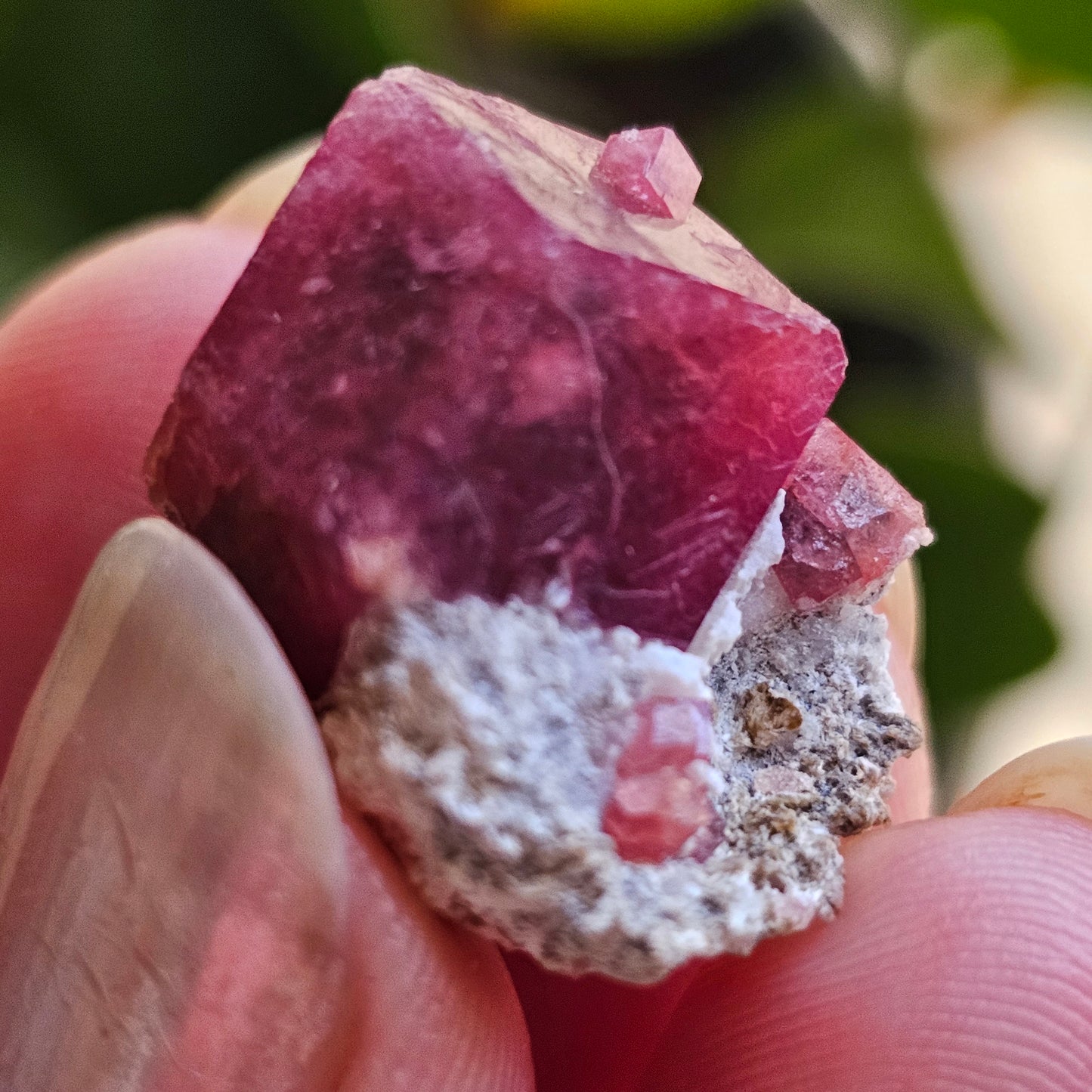 Raspberry Garnet on Matrix, Rare Raw Old Stock Mineral Specimen, Sierra de las Cruces Mexico, Local High End Rosalite, Deep Lustrous & Gemmy