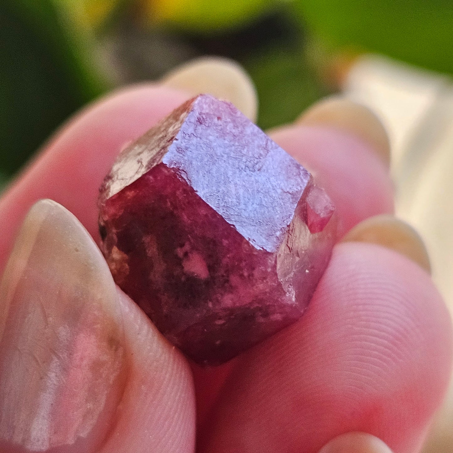 Raspberry Garnet on Matrix, Rare Raw Old Stock Mineral Specimen, Sierra de las Cruces Mexico, Local High End Rosalite, Deep Lustrous & Gemmy