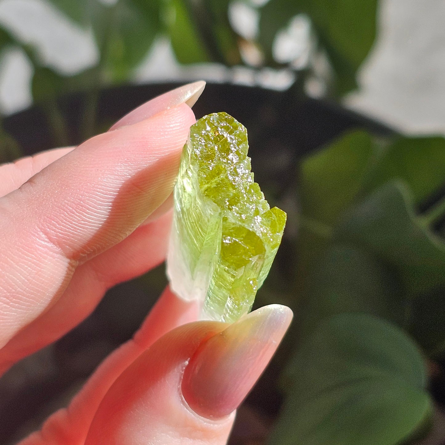 Green Tourmaline, 16.1g Large Specimen Grade Apple Green and White Achroic Elbaite, Tabular Tabby Crystal, Cruziero Brazil Collector Gem