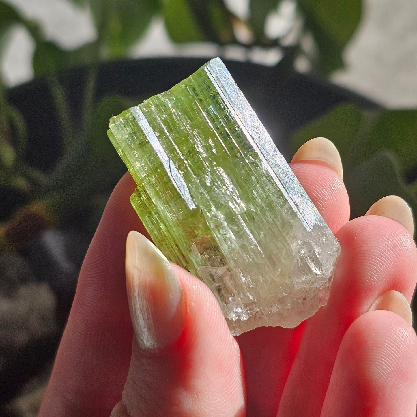 Green Tourmaline, 16.1g Large Specimen Grade Apple Green and White Achroic Elbaite, Tabular Tabby Crystal, Cruziero Brazil Collector Gem