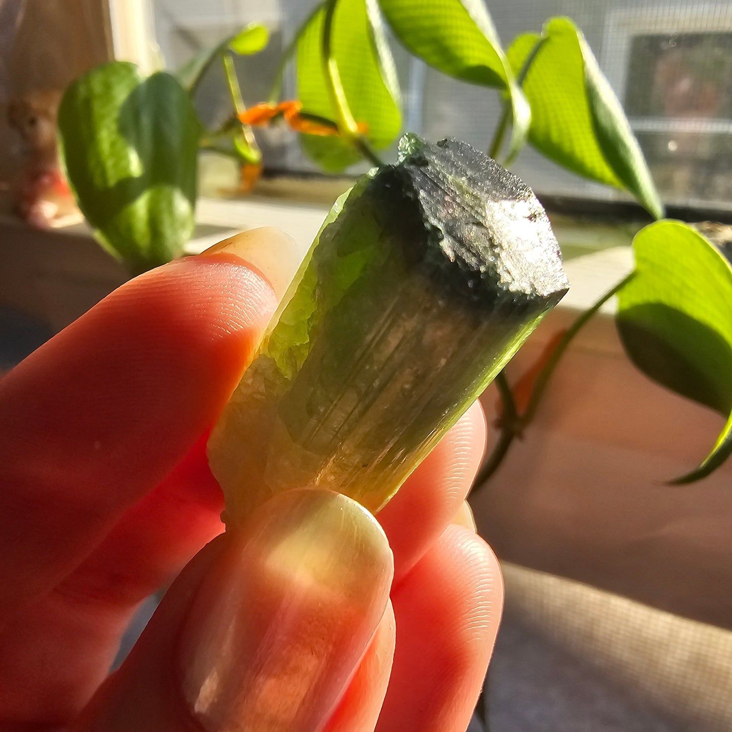 Tourmaline from the Cruziero Mine Brazil, Green Verdellite with Indicolite Navy Blue Termination, 13.3g Rough Raw Elbaite Crystal