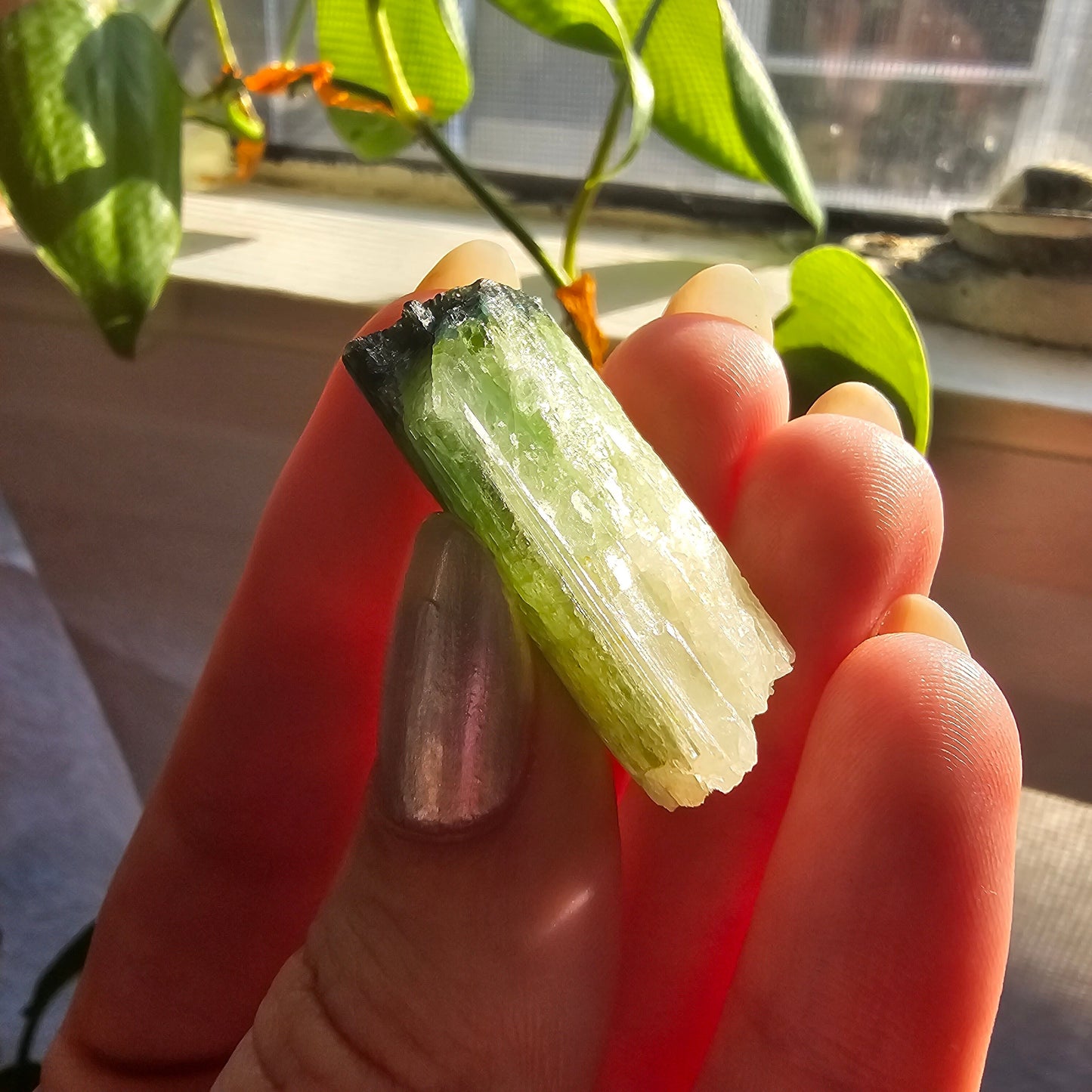 Tourmaline from the Cruziero Mine Brazil, Green Verdellite with Indicolite Navy Blue Termination, 13.3g Rough Raw Elbaite Crystal