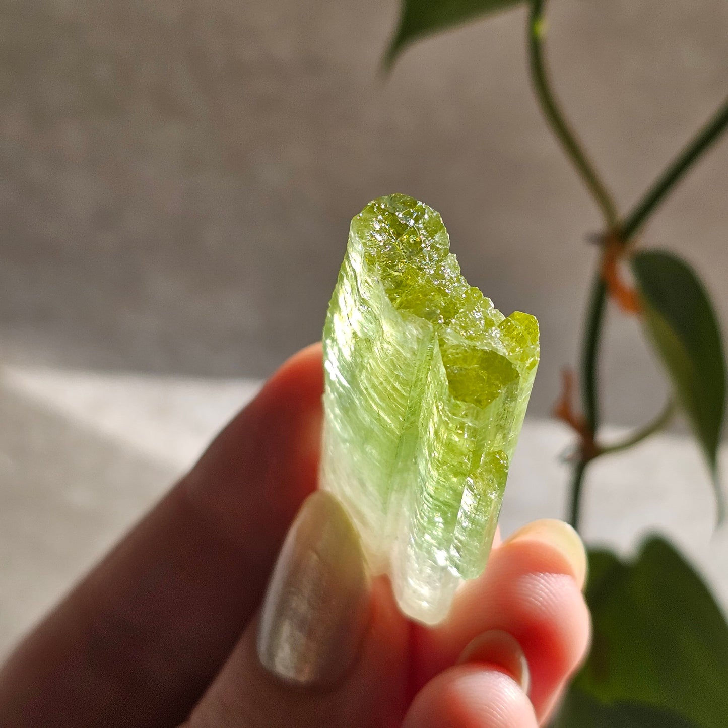 Green Tourmaline, 16.1g Large Specimen Grade Apple Green and White Achroic Elbaite, Tabular Tabby Crystal, Cruziero Brazil Collector Gem