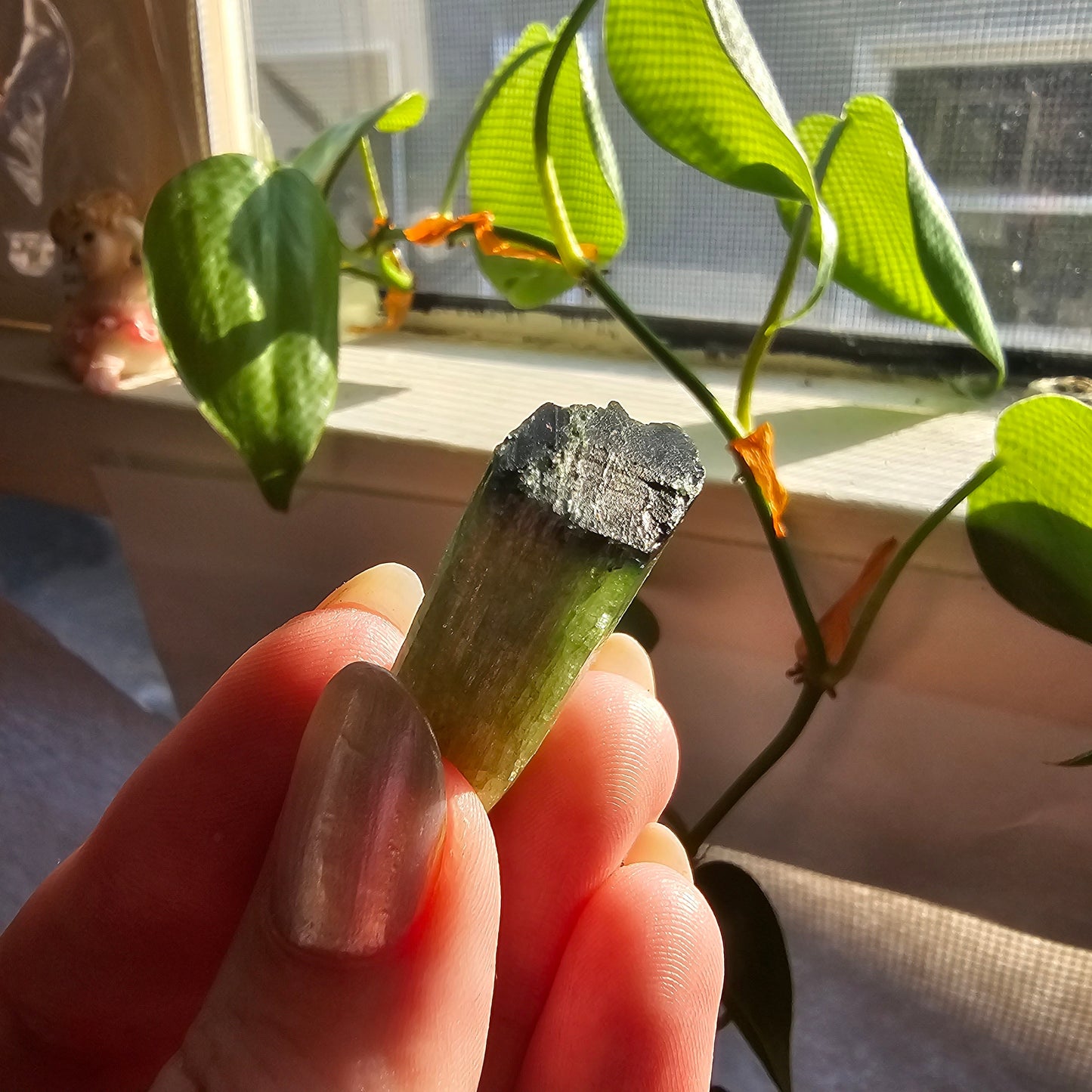 Tourmaline from the Cruziero Mine Brazil, Green Verdellite with Indicolite Navy Blue Termination, 13.3g Rough Raw Elbaite Crystal