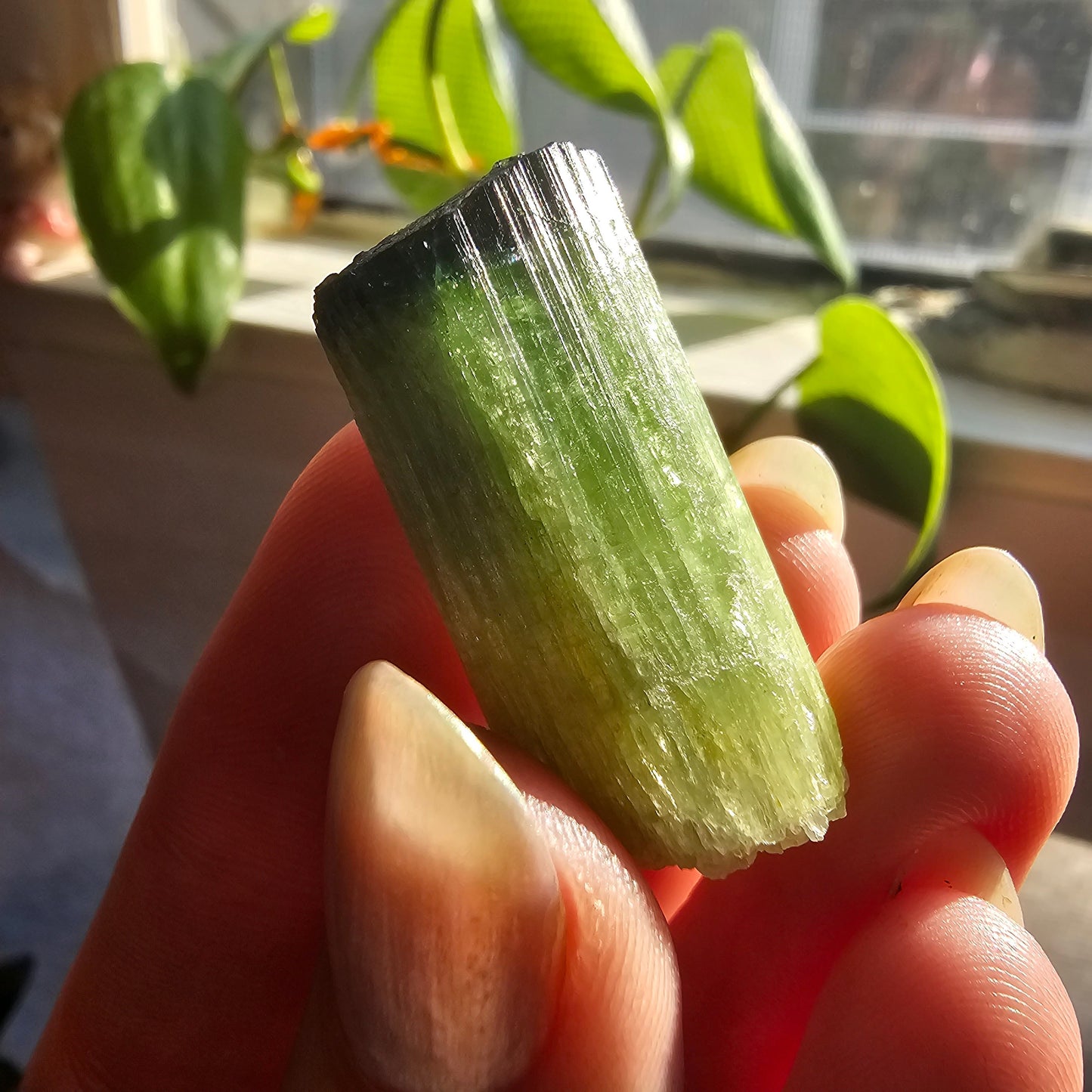 Tourmaline from the Cruziero Mine Brazil, Green Verdellite with Indicolite Navy Blue Termination, 13.3g Rough Raw Elbaite Crystal