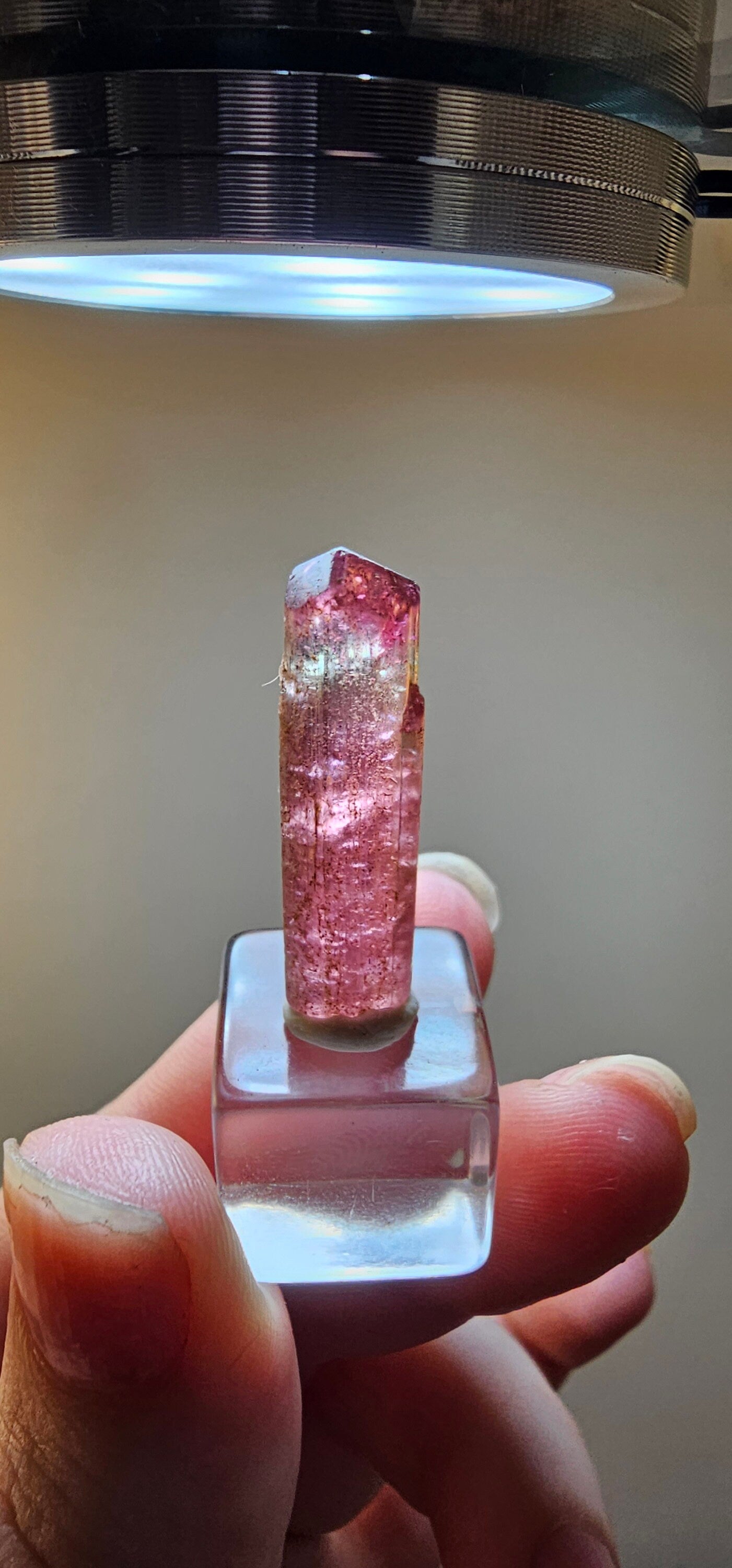Bright Pink and Blue Rubellite Tourmaline, 2.3g Jewelry Sized, Collector Crystal, Elbaite Specimen from Nigeria, Phantom, Raw/Untreated