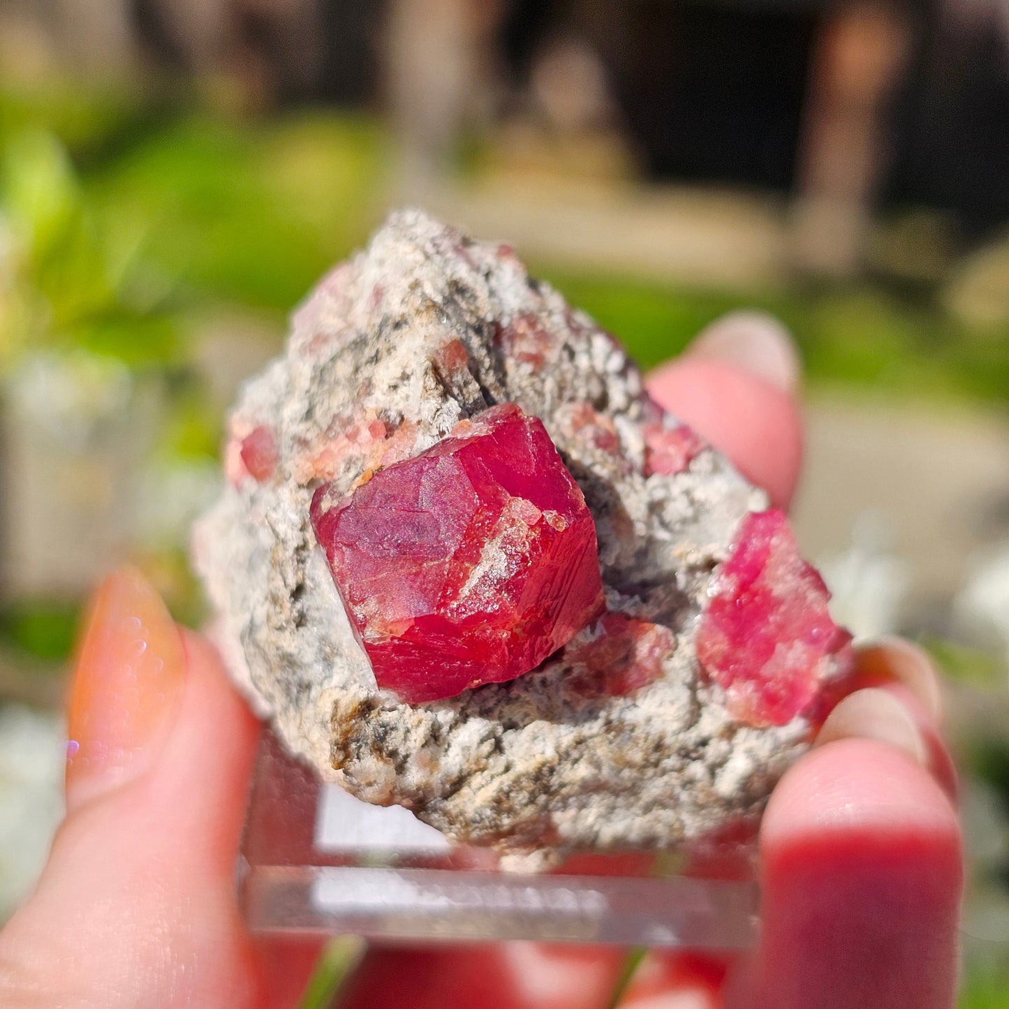 Raspberry Garnet on Matrix, Rare Raw Old Stock Mineral Specimen, Sierra de las Cruces Mexico, Local High End Rosalite, Deep Lustrous & Gemmy