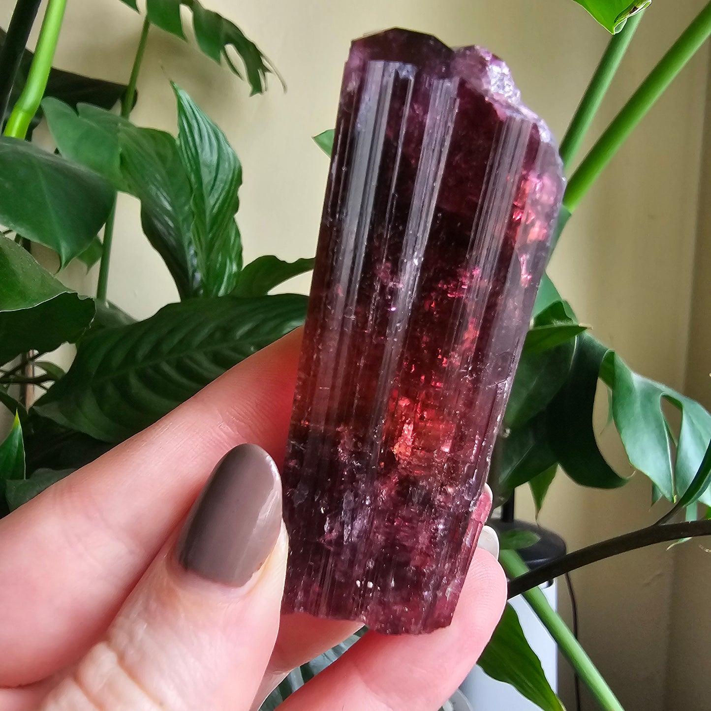 XL Rubellite, Bicolor Tourmaline, Polychrome Elbaite, Record Keepers, Large 79g Crystal, High Grade Raw, Collector Specimen