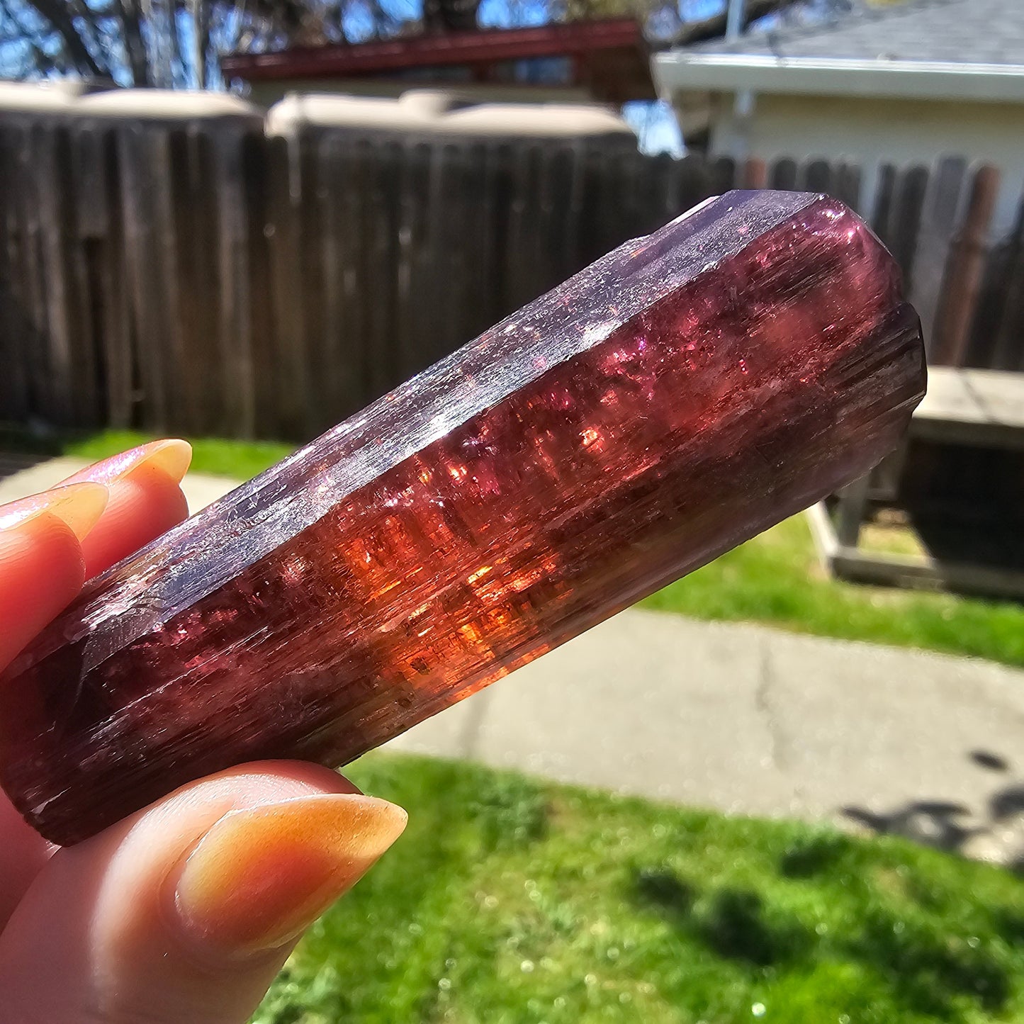 XL Rubellite, Bicolor Tourmaline, Polychrome Elbaite, Record Keepers, Large 79g Crystal, High Grade Raw, Collector Specimen