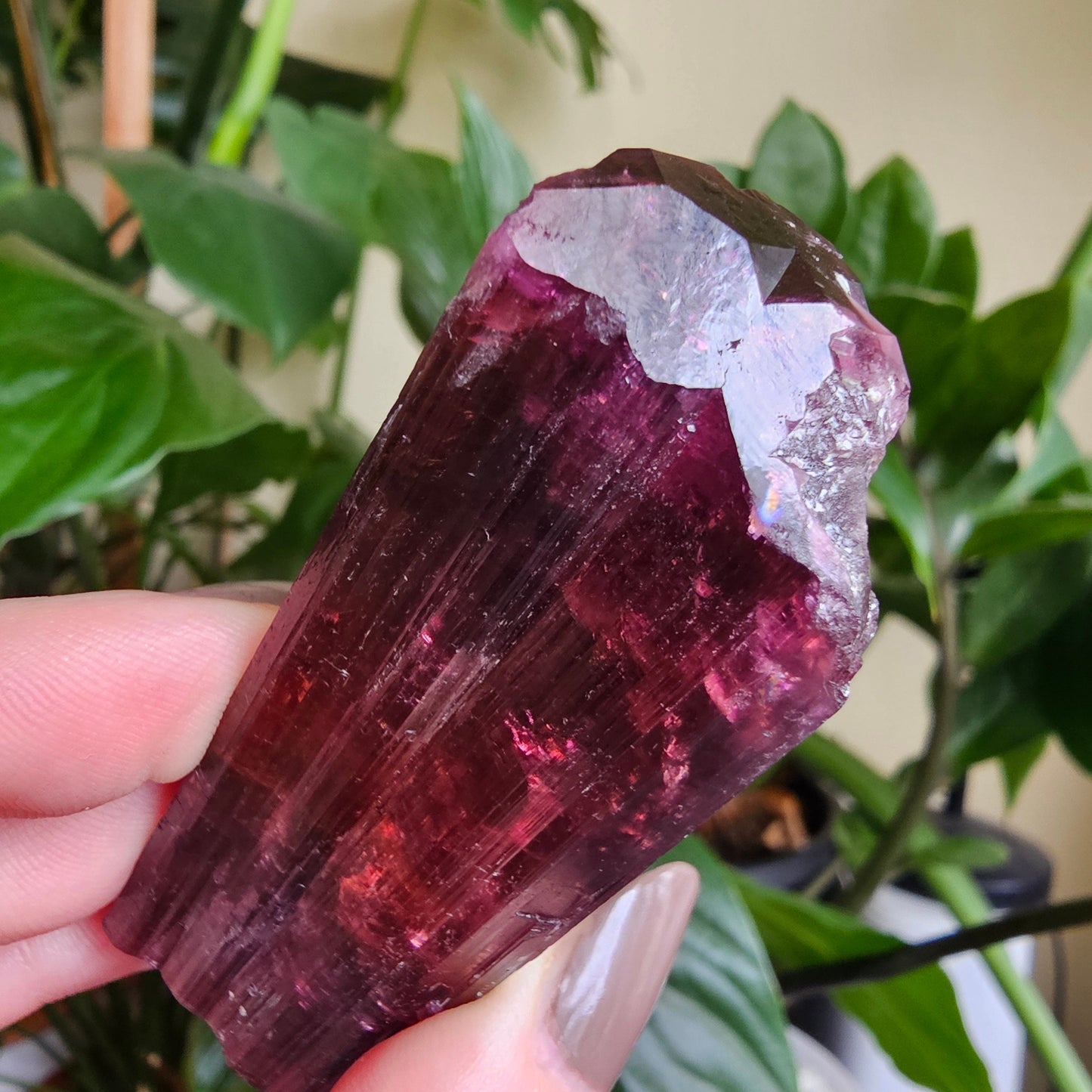XL Rubellite, Bicolor Tourmaline, Polychrome Elbaite, Record Keepers, Large 79g Crystal, High Grade Raw, Collector Specimen
