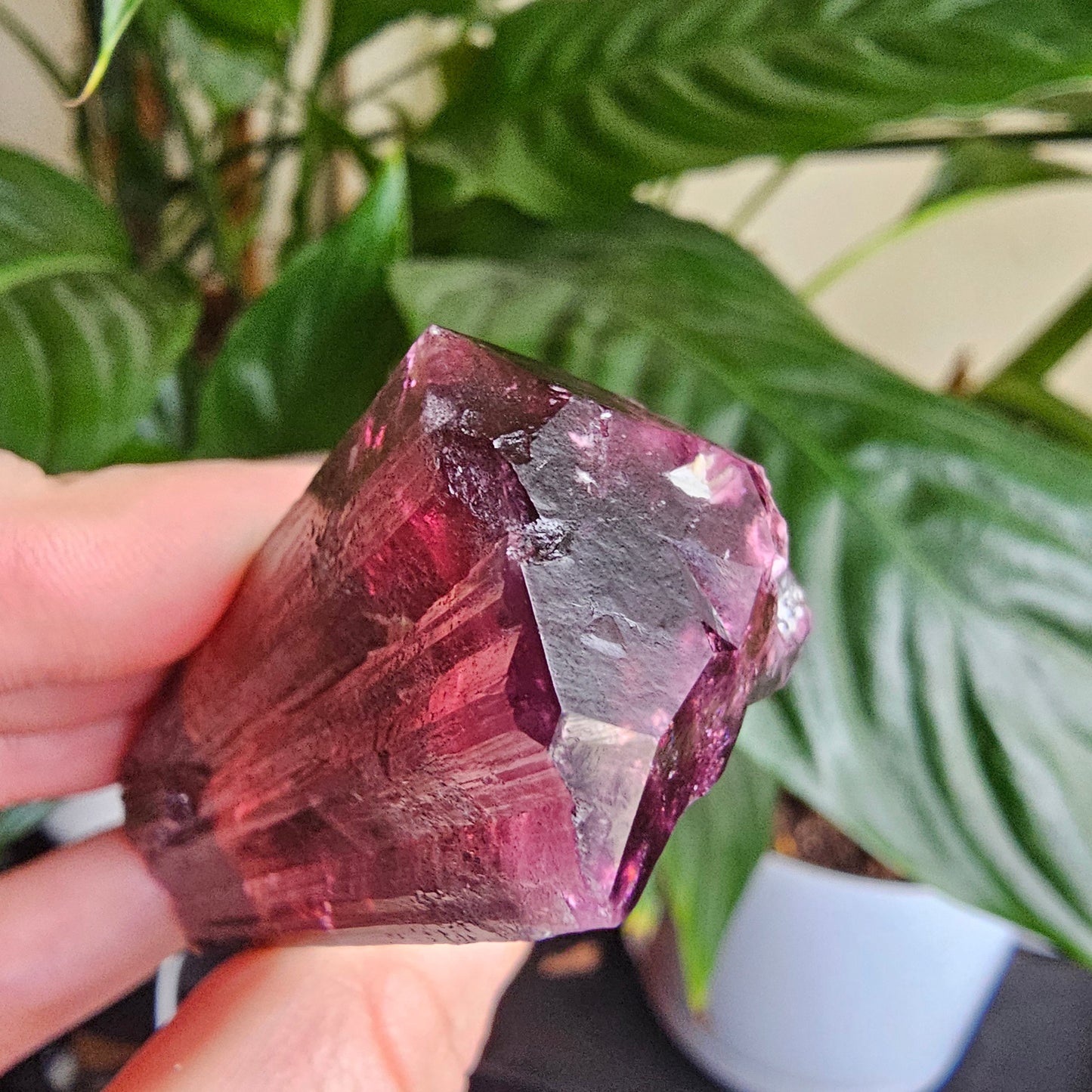 XL Rubellite, Bicolor Tourmaline, Polychrome Elbaite, Record Keepers, Large 79g Crystal, High Grade Raw, Collector Specimen