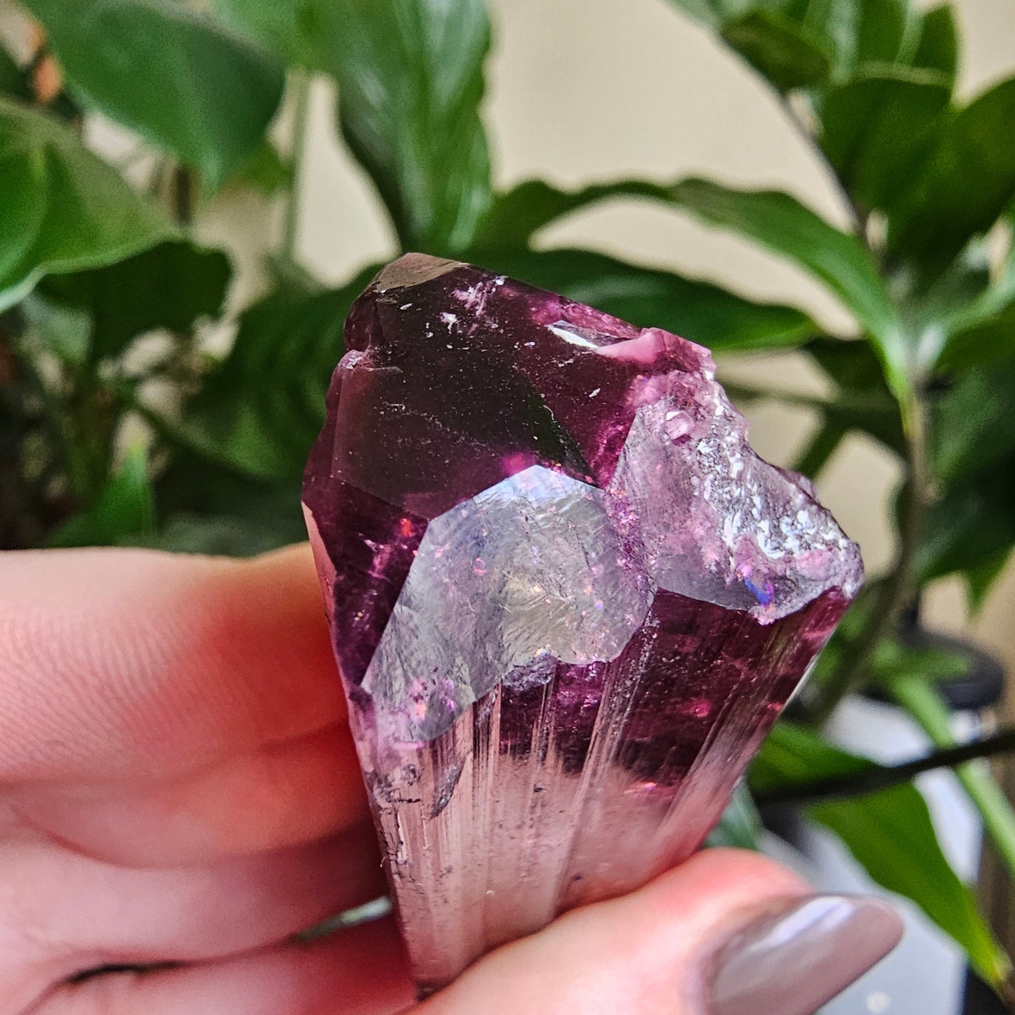 XL Rubellite, Bicolor Tourmaline, Polychrome Elbaite, Record Keepers, Large 79g Crystal, High Grade Raw, Collector Specimen