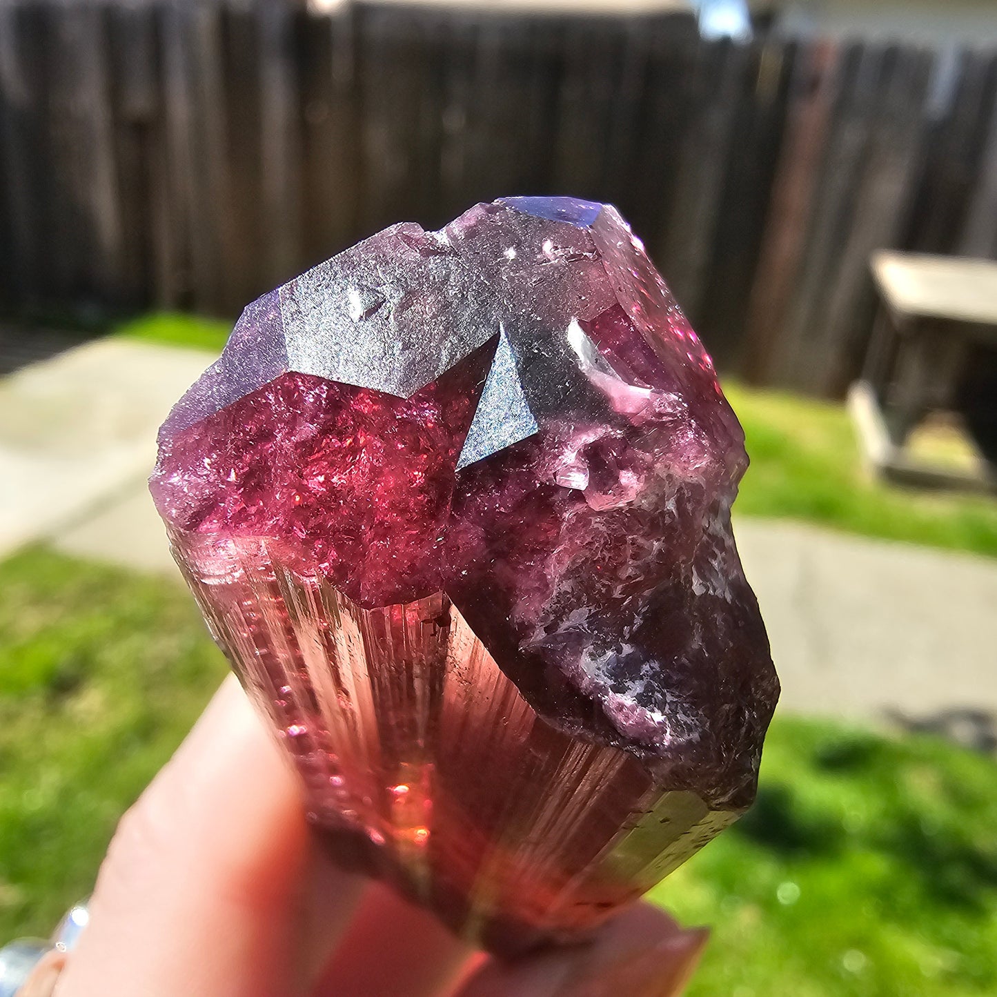 XL Rubellite, Bicolor Tourmaline, Polychrome Elbaite, Record Keepers, Large 79g Crystal, High Grade Raw, Collector Specimen