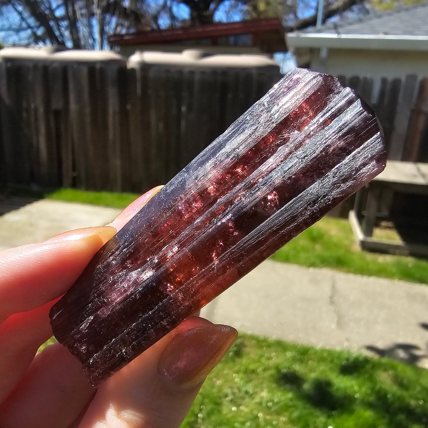 XL Rubellite, Bicolor Tourmaline, Polychrome Elbaite, Record Keepers, Large 79g Crystal, High Grade Raw, Collector Specimen
