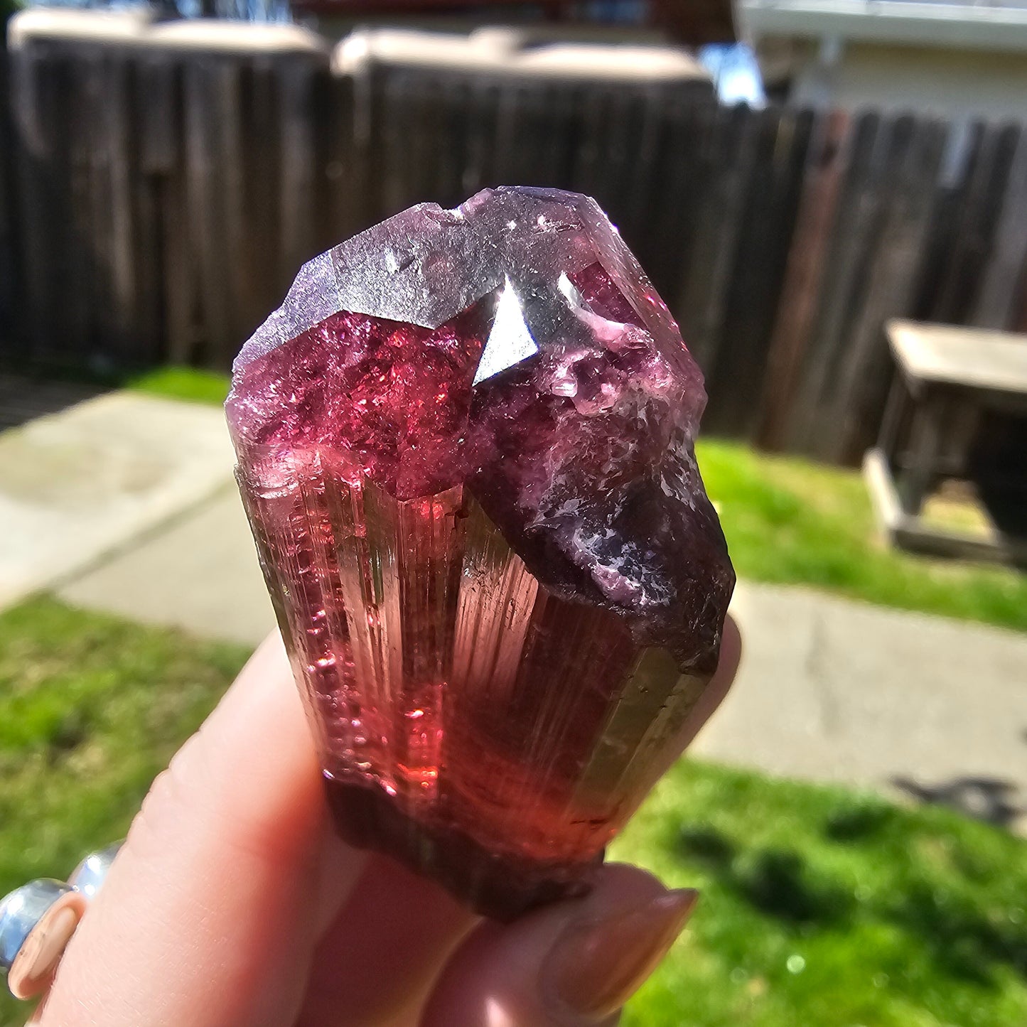 XL Rubellite, Bicolor Tourmaline, Polychrome Elbaite, Record Keepers, Large 79g Crystal, High Grade Raw, Collector Specimen