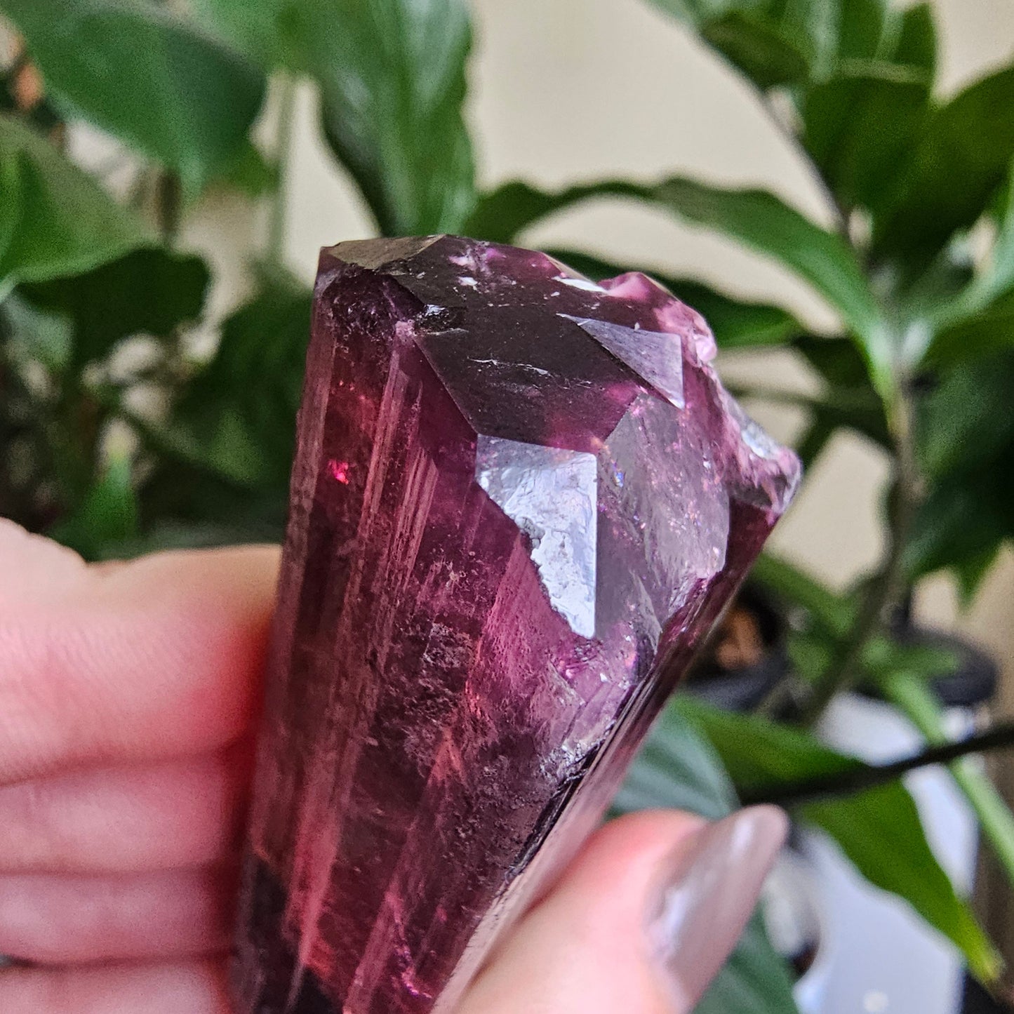 XL Rubellite, Bicolor Tourmaline, Polychrome Elbaite, Record Keepers, Large 79g Crystal, High Grade Raw, Collector Specimen