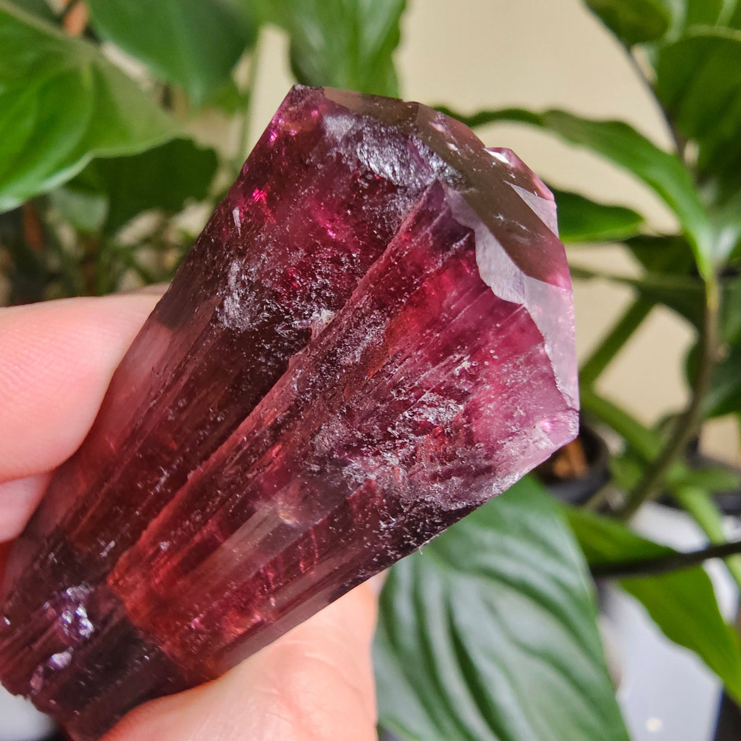 XL Rubellite, Bicolor Tourmaline, Polychrome Elbaite, Record Keepers, Large 79g Crystal, High Grade Raw, Collector Specimen