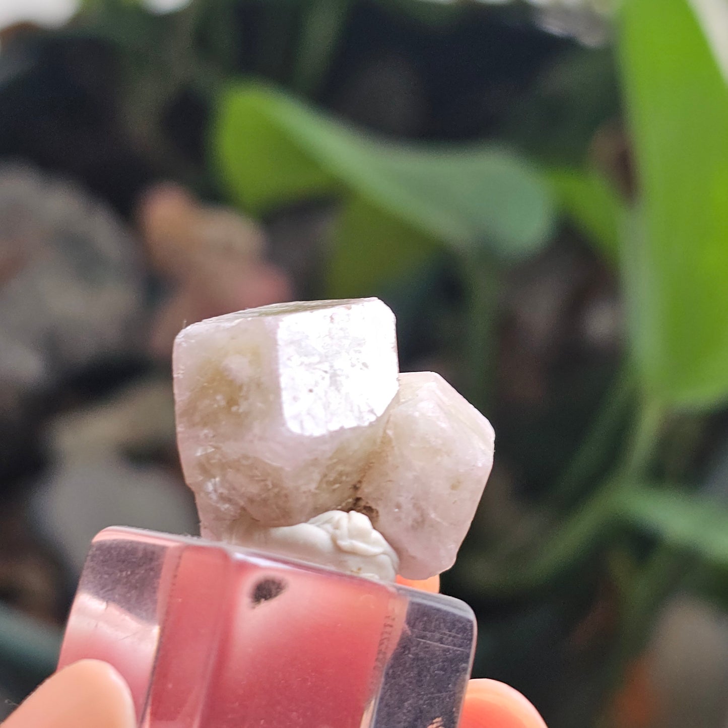 Pink and Green Garnet, Sierra de Cruces, Mexico, Old Stock, Lustrous Terminated, Twinned Grossular Garnet, Baby Pink, Watermelon, Collector