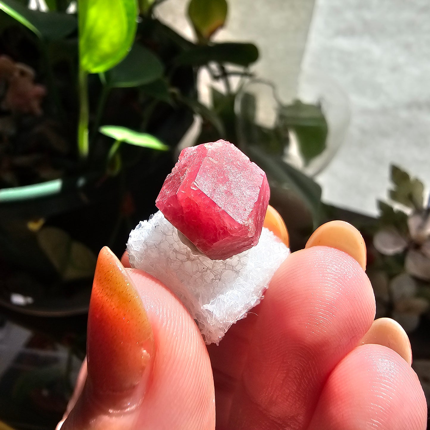 Raspberry Garnet Crystal 19ct | Raw Rare, No Matrix, Collector Rosolite Gemstone | Hot Pink Red Grossular, Sierra de Cruces, Coahuila Mexico