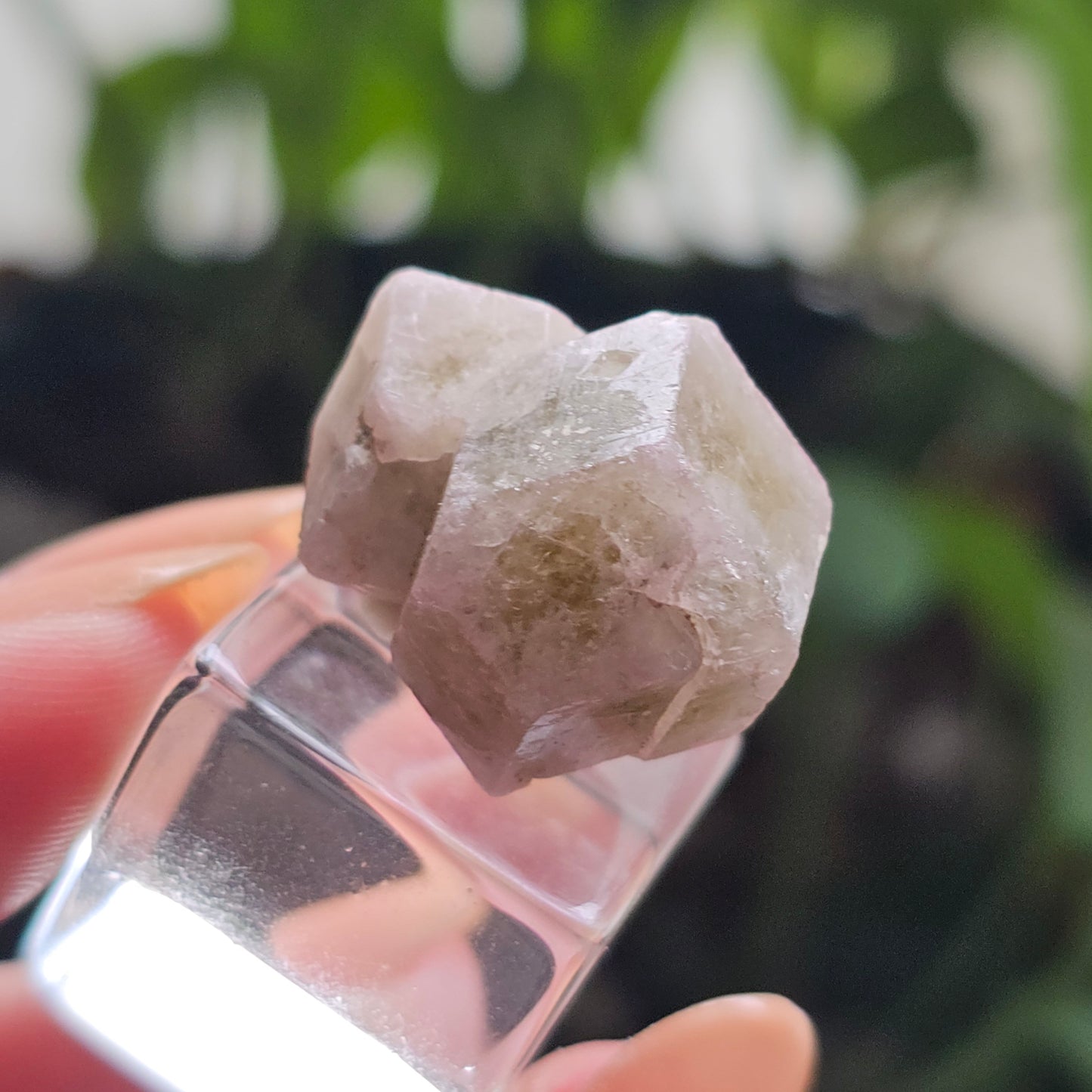 Pink and Green Garnet, Sierra de Cruces, Mexico, Old Stock, Lustrous Terminated, Twinned Grossular Garnet, Baby Pink, Watermelon, Collector