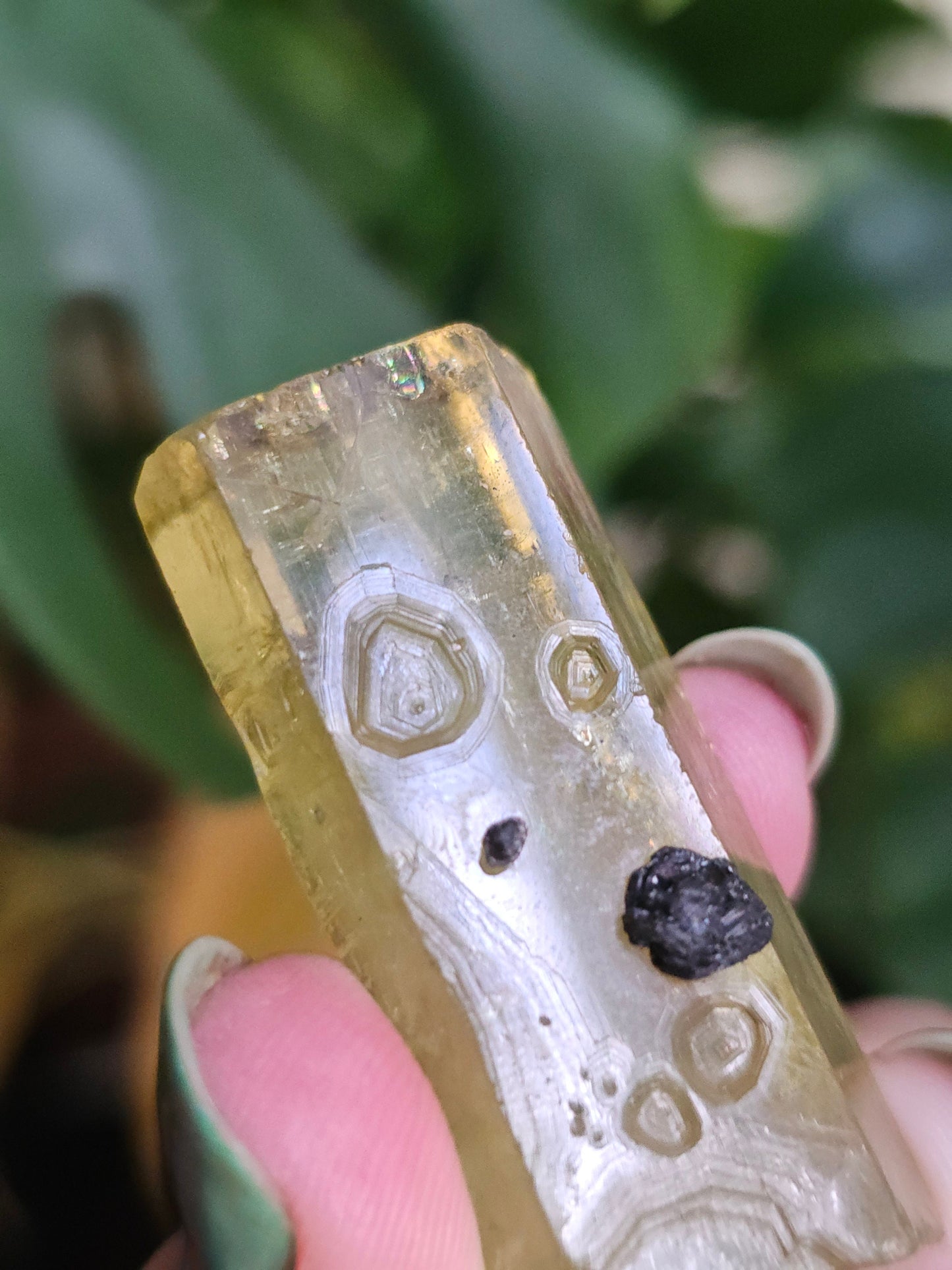 Heliodor w Hematite Rose, Big 25g Bright Yellow Beryl Crystal, Raw Terminated, High Luster, Saturated, Rare Collector Gemstone, Fine Mineral